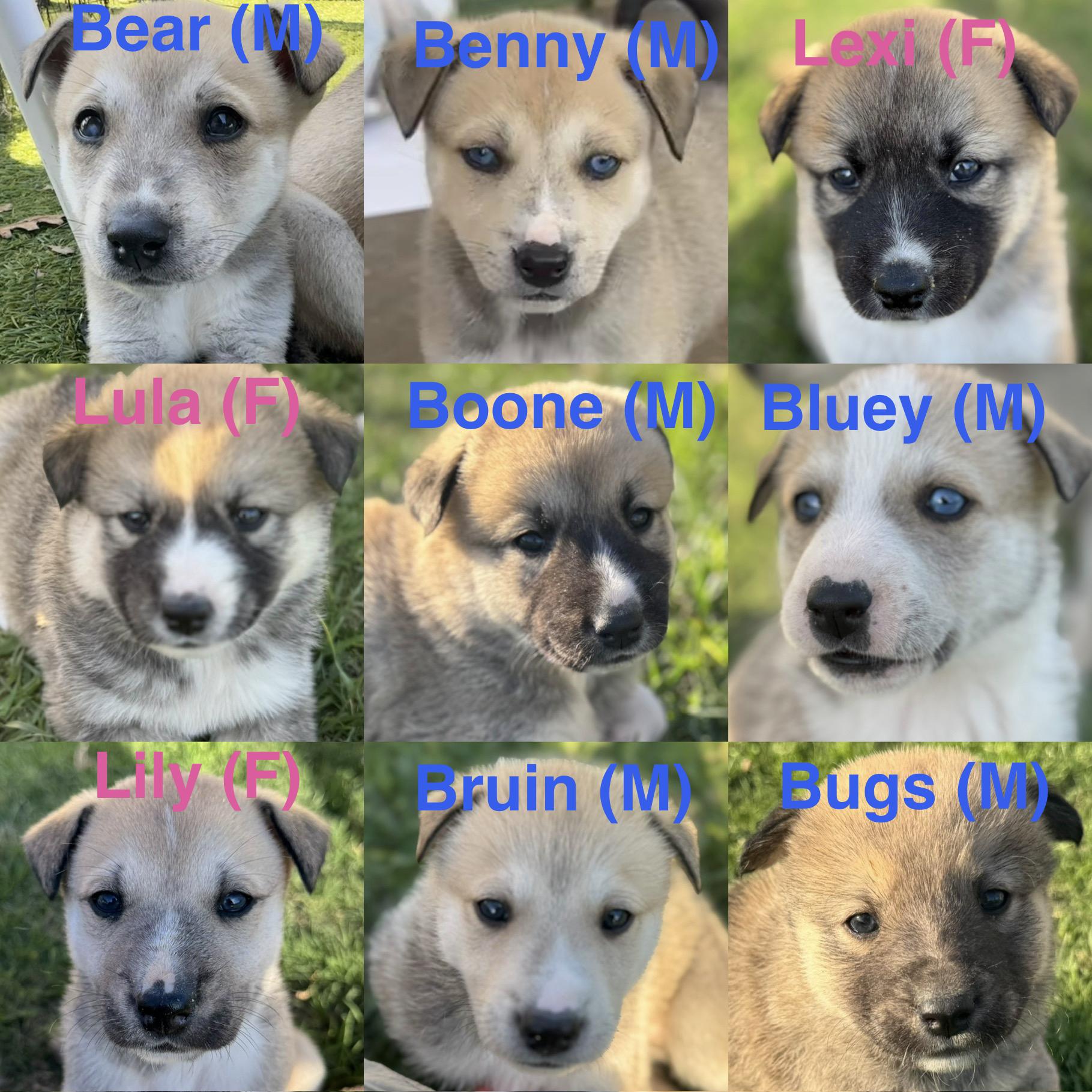 Bruin (Litter of 9, Adorable, Cute Baby, Happy, Loving, Cuddles) — thumbnail 2