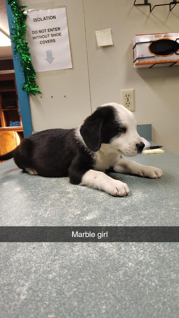 Marble, Adoptable, Puppy Female Catahoula Leopard Dog & Mixed Breed.