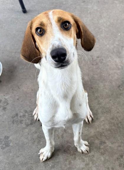 Dusty, ADOPTABLE, Young Male Beagle & Foxhound.