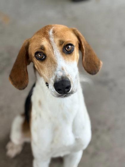 Enlarge Dusty, a ADOPTABLE mixed breed in Inverness, FL image 2/2