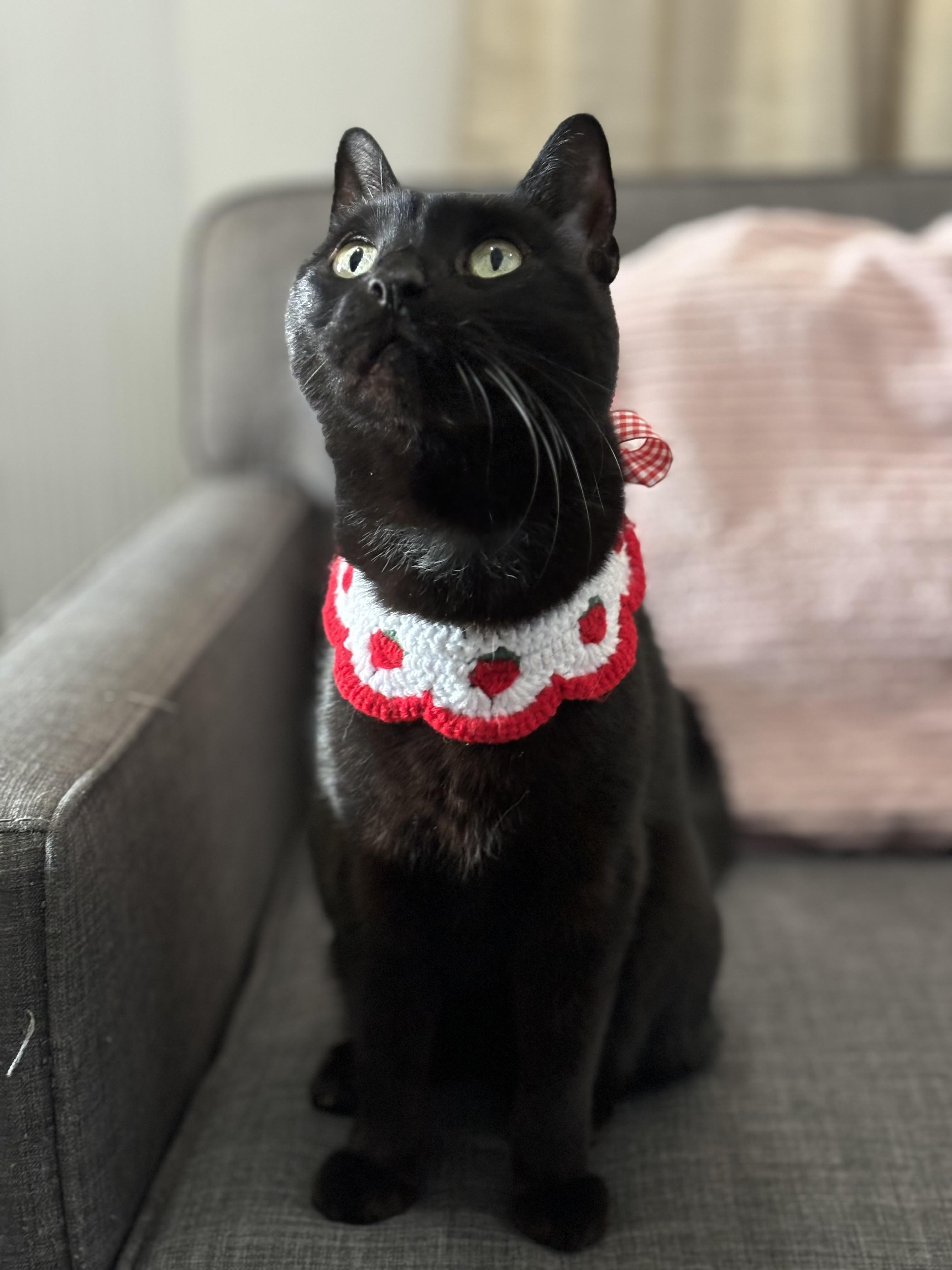 Suede, Adoptable, Senior Female Domestic Short Hair.