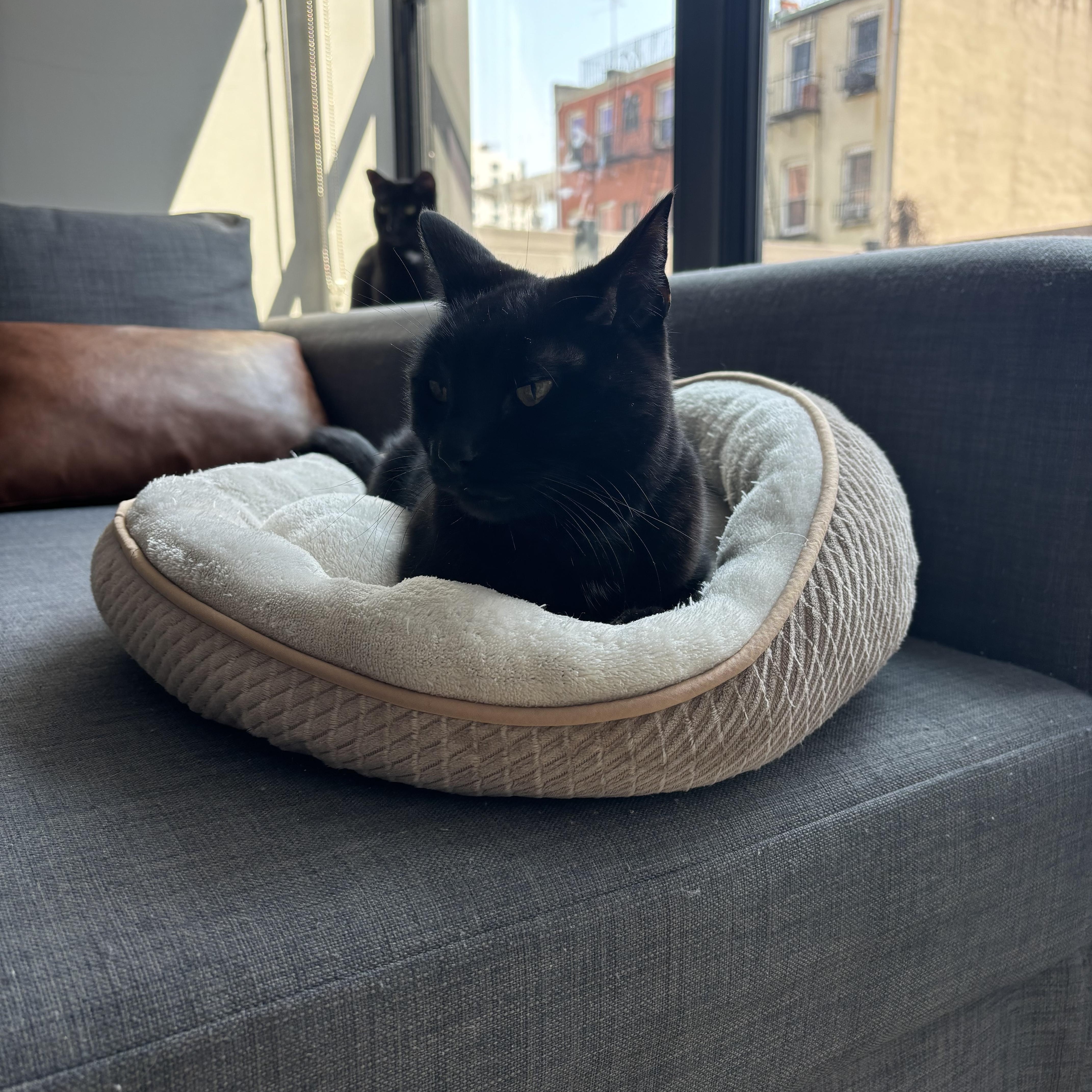 Suede, a Adoptable Domestic Short Hair in Brooklyn, NY image 3/4