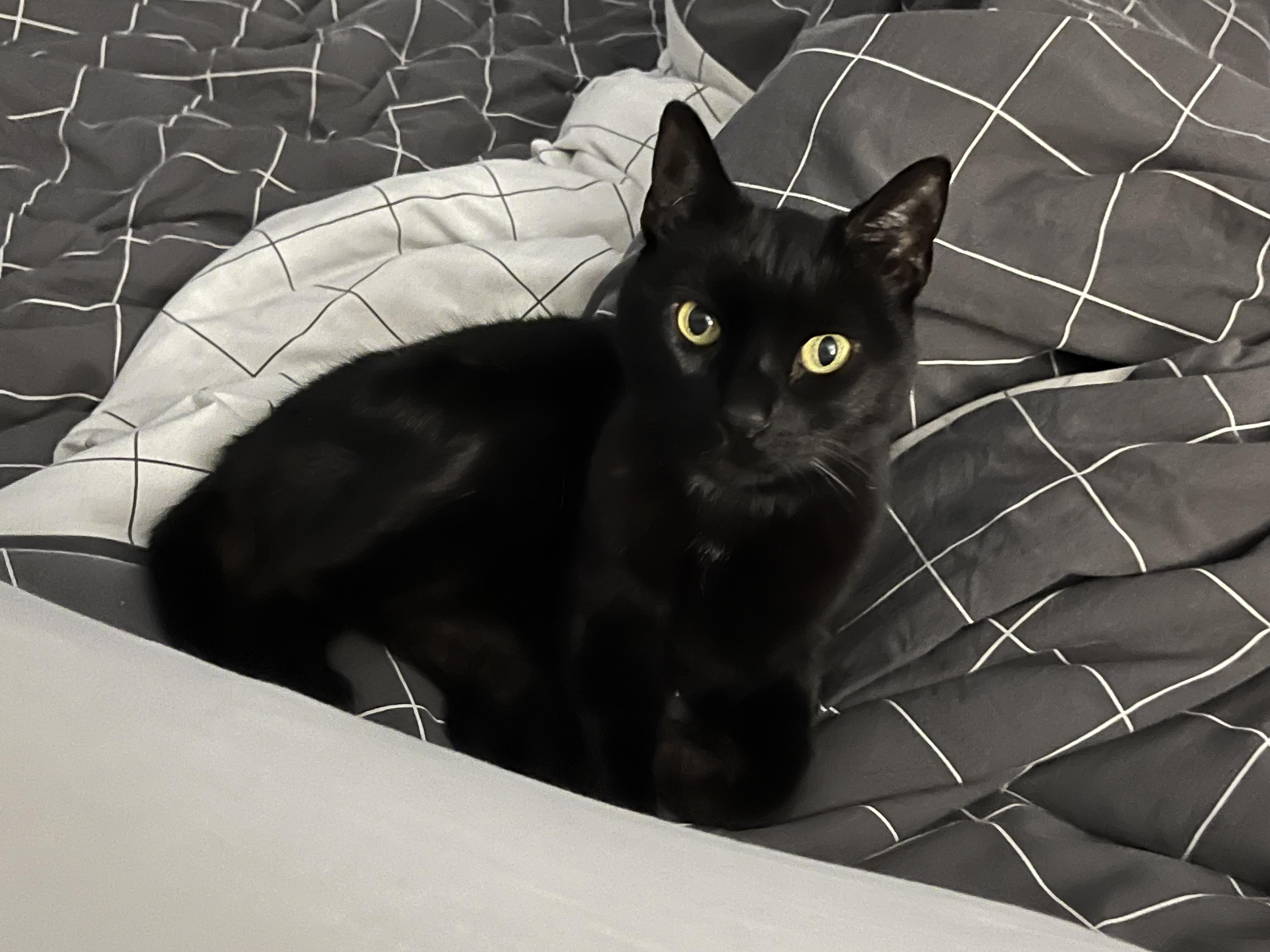 Suede, a Adoptable Domestic Short Hair in Brooklyn, NY image 4/4