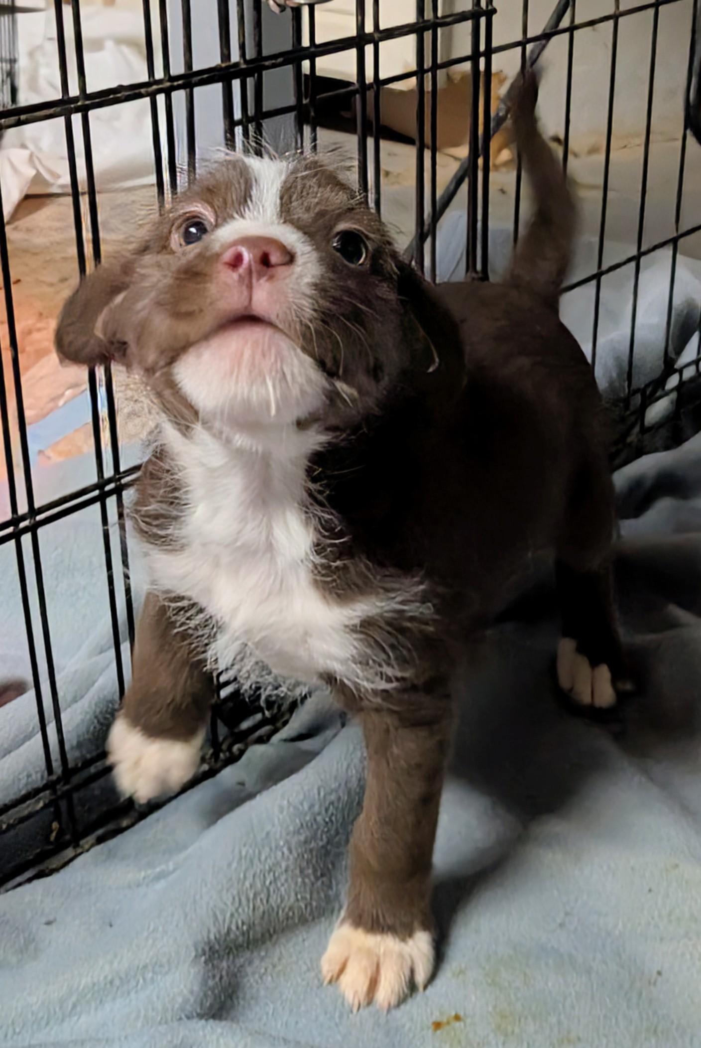 Enlarge Cluase, a ADOPTABLE mixed breed in Saint David, AZ image 3/3