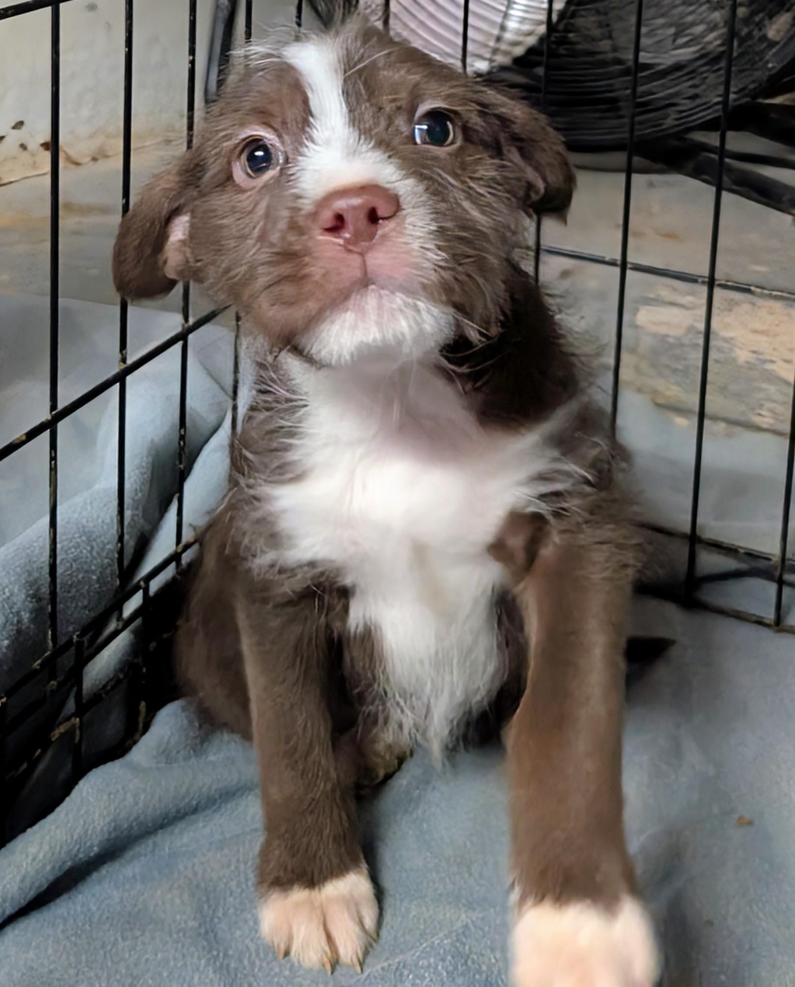 Enlarge Cluase, a ADOPTABLE mixed breed in Saint David, AZ image 1/3