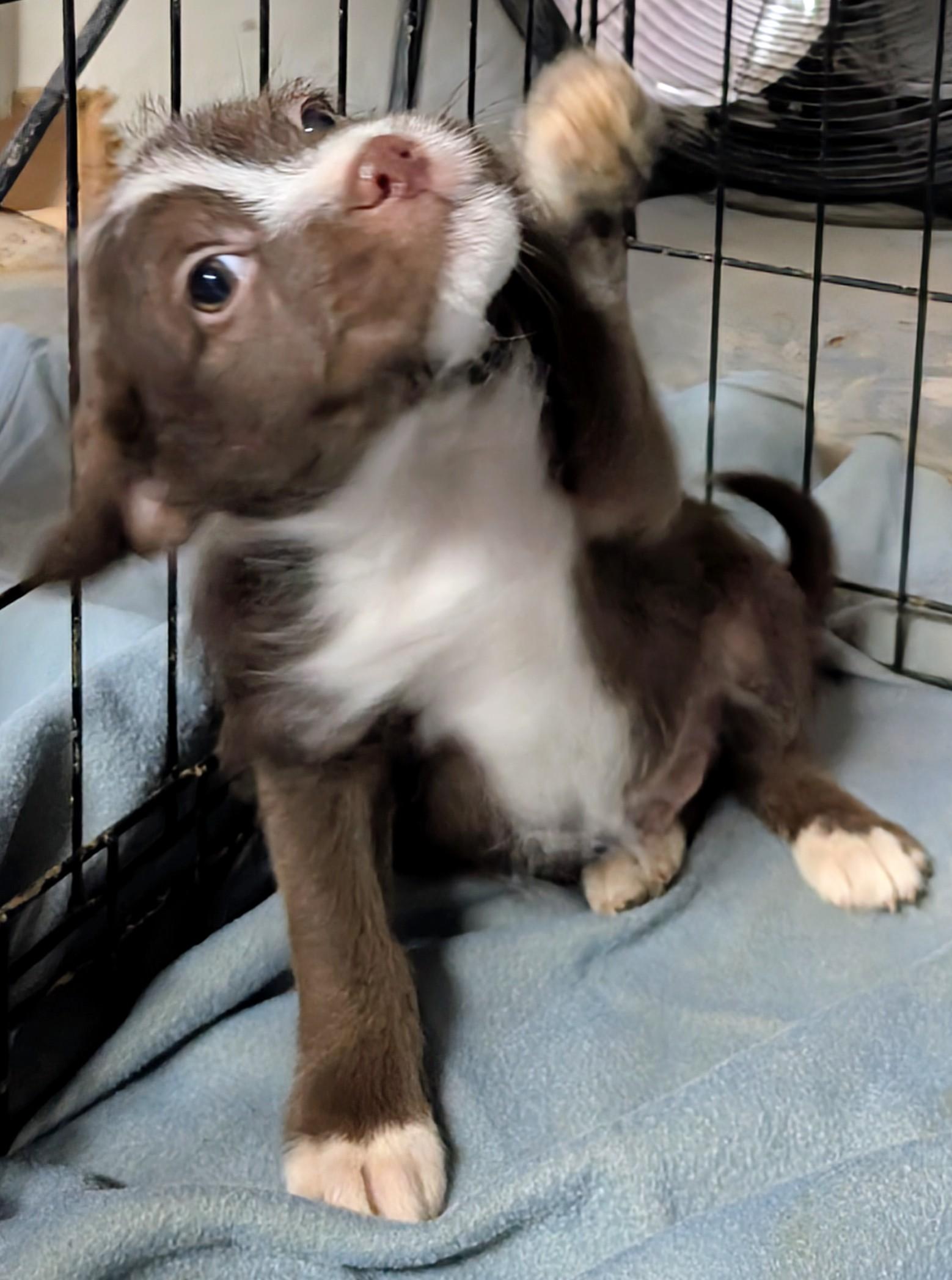 Enlarge Cluase, a ADOPTABLE mixed breed in Saint David, AZ image 2/3