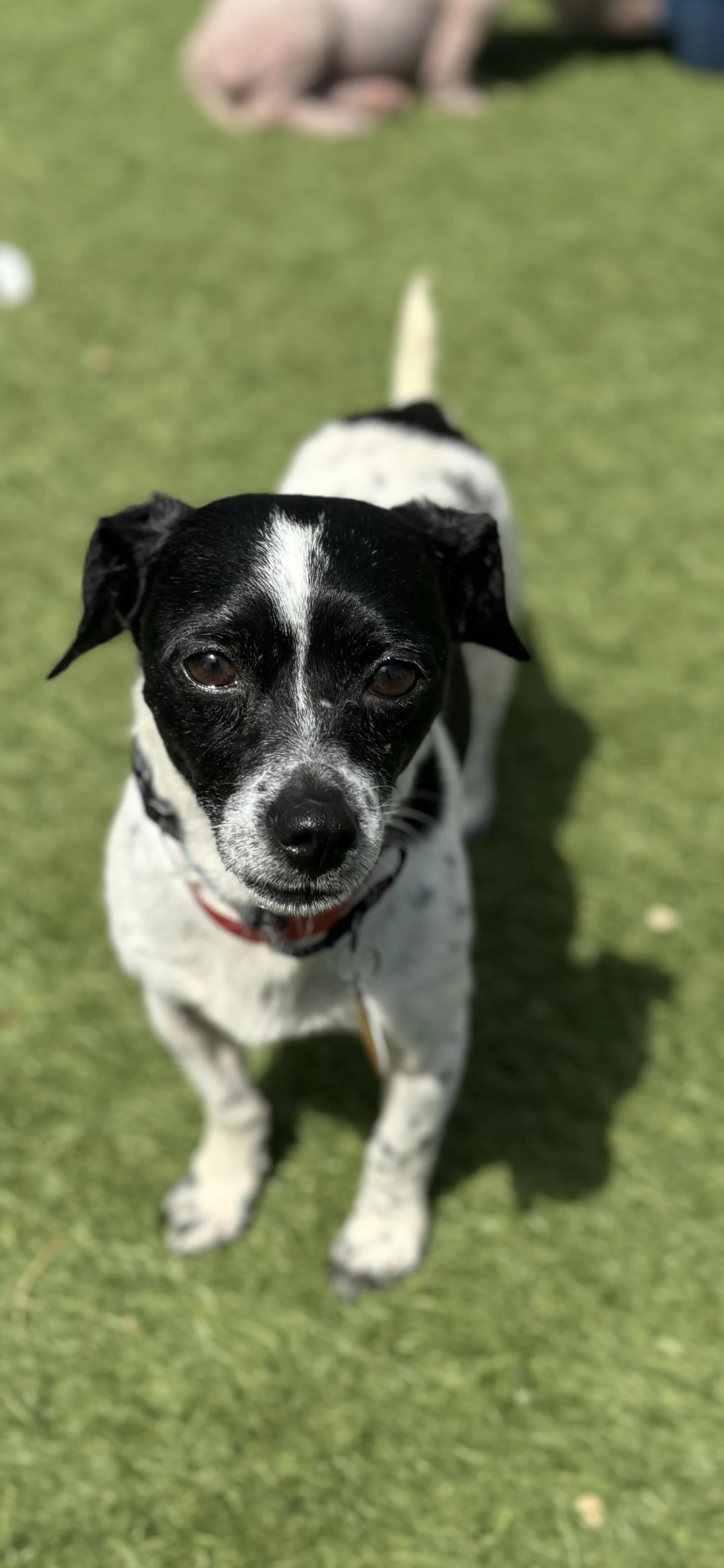 BEAUX, ADOPTABLE, Adult Male Chihuahua.