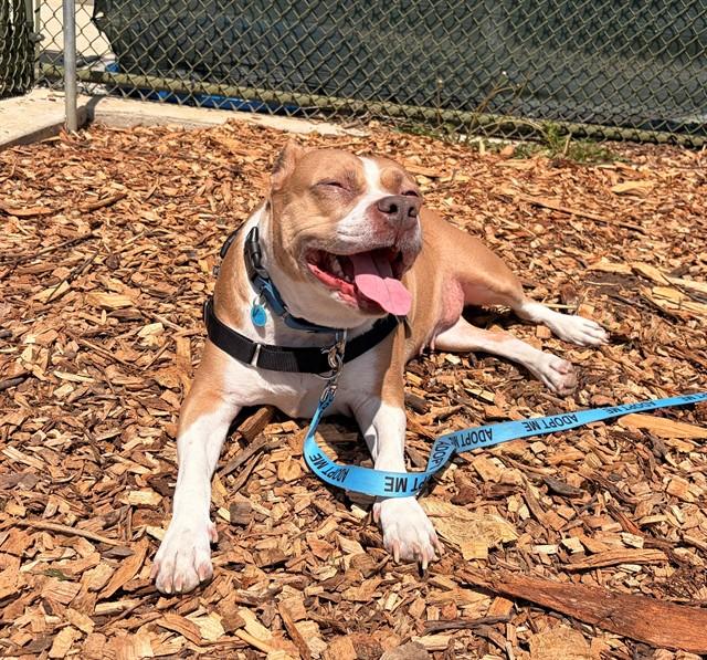 KYLIE, Adoptable, Adult Female Pit Bull Terrier.