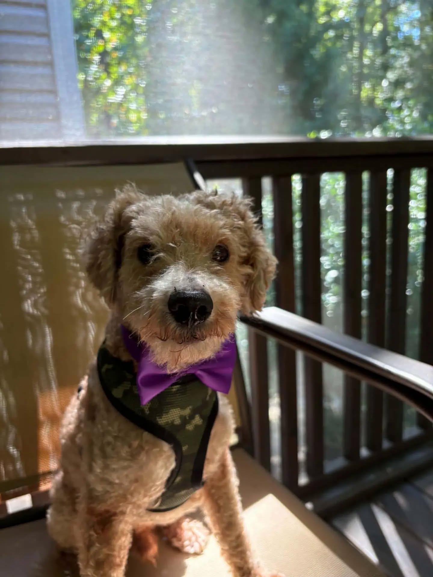 Enlarge Benji - IN FOSTER HOME - AVAILABLE TO ADOPT, a Adopted mixed breed in Clayton, NC image 1/4