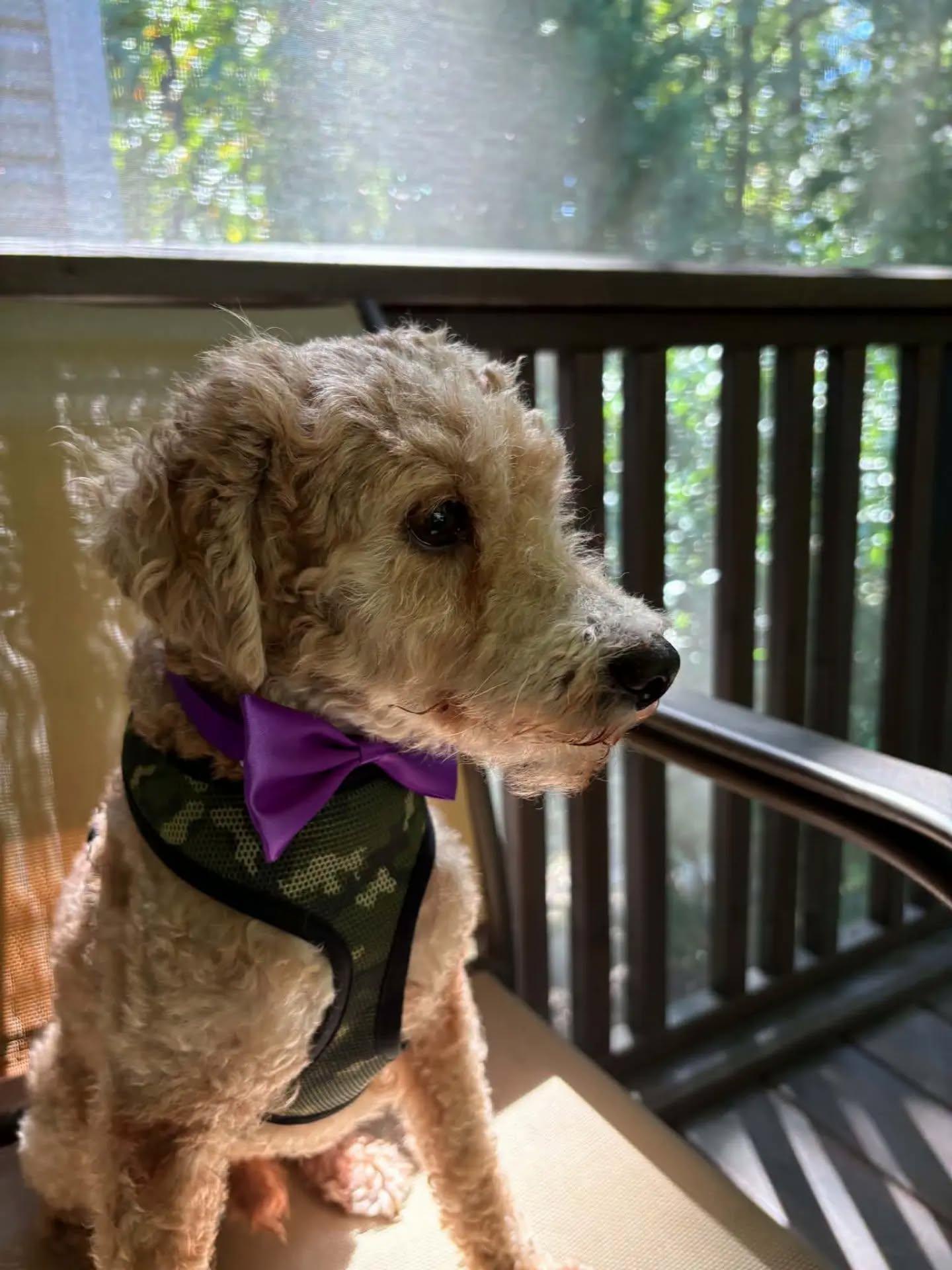 Enlarge Benji - IN FOSTER HOME - AVAILABLE TO ADOPT, a Adopted mixed breed in Clayton, NC image 2/4