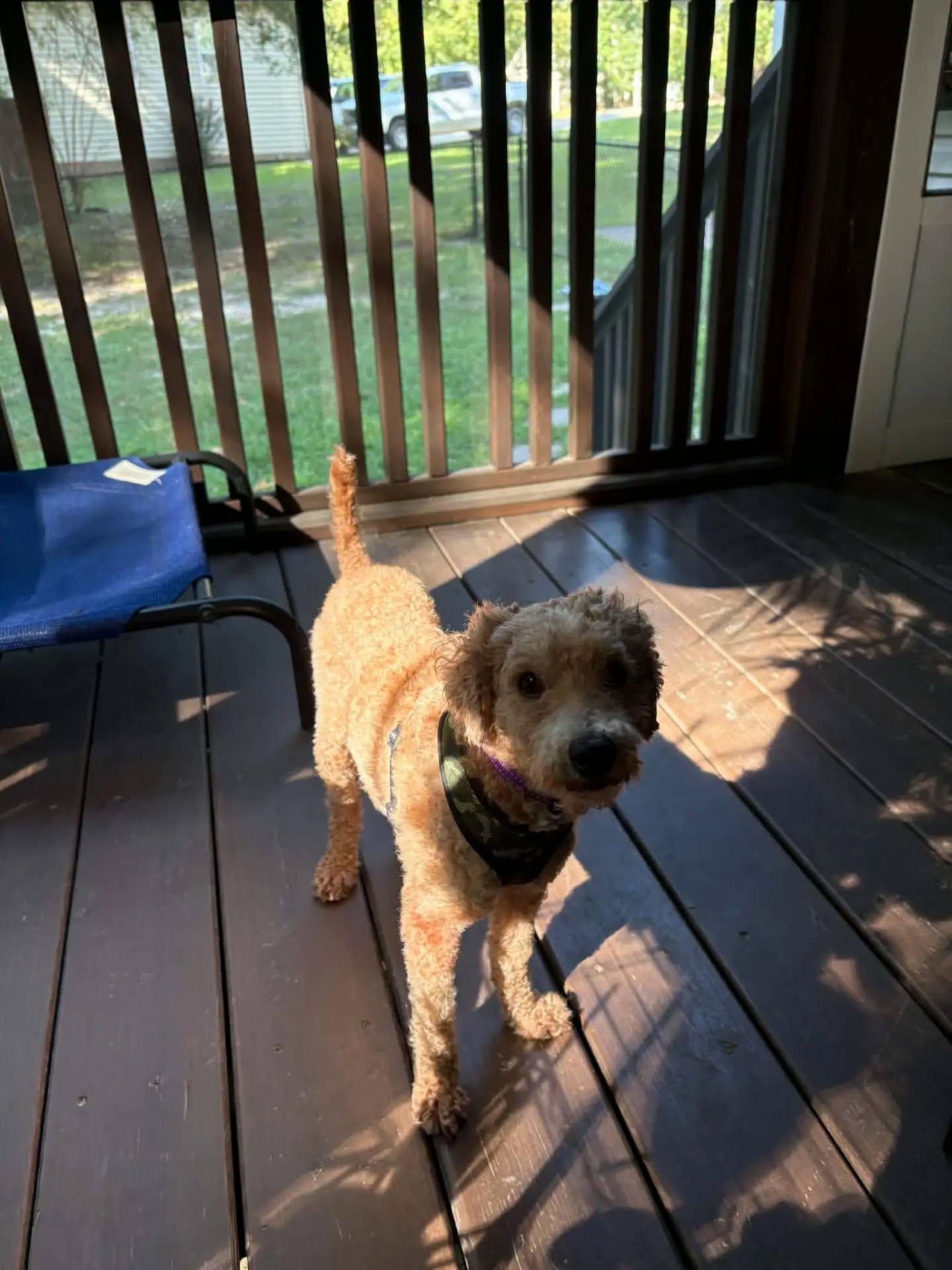 Enlarge Benji - IN FOSTER HOME - AVAILABLE TO ADOPT, a Adopted mixed breed in Clayton, NC image 4/4