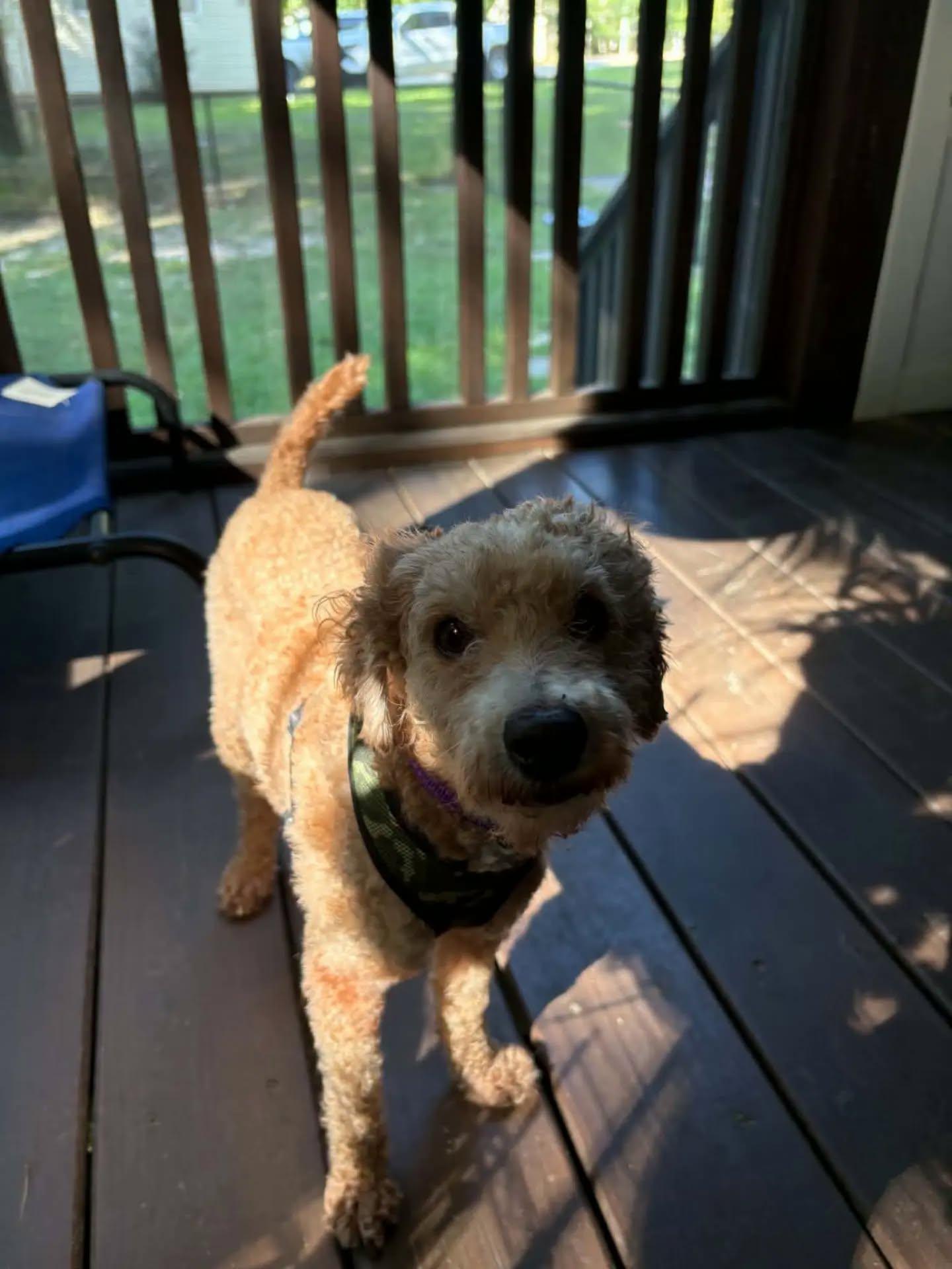 Enlarge Benji - IN FOSTER HOME - AVAILABLE TO ADOPT, a Adopted mixed breed in Clayton, NC image 3/4
