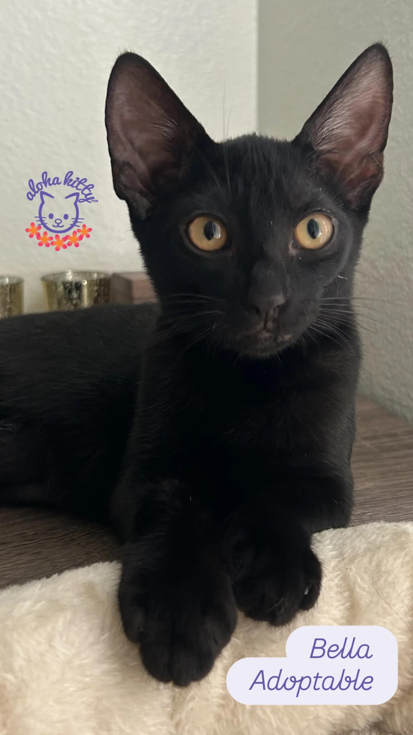 Bella, Adoptable, Kitten Female Domestic Short Hair.