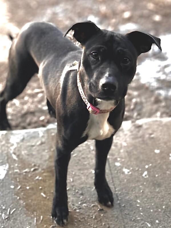 Enlarge Peggy, a Adoptable mixed breed in Windsor, CO image 1/3