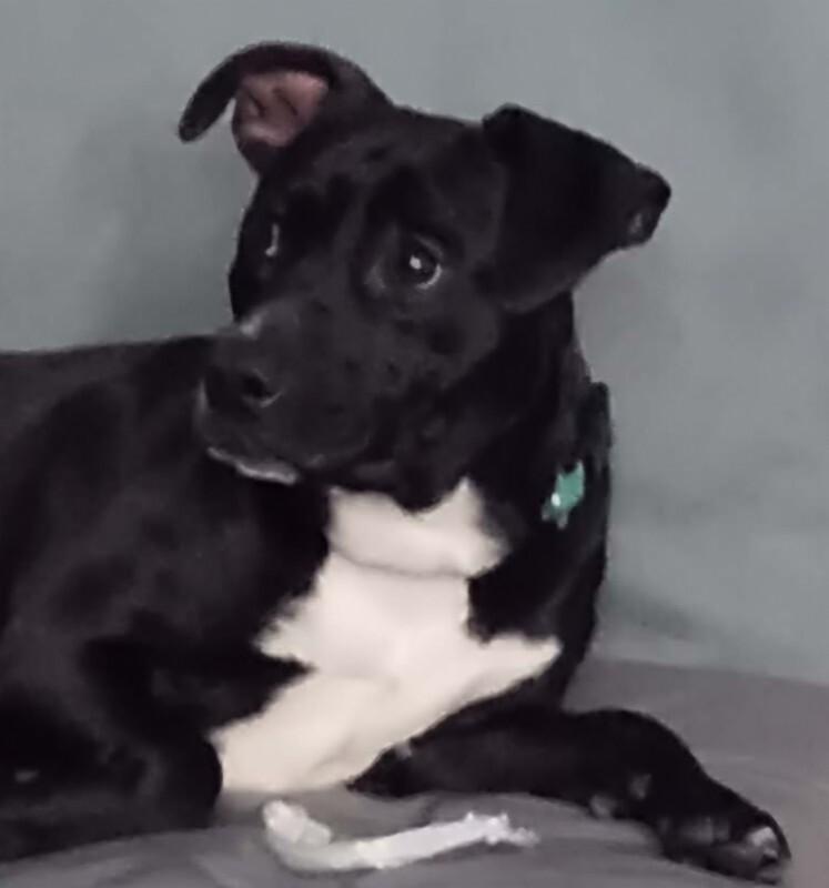 Enlarge Peggy, a Adoptable mixed breed in Windsor, CO image 2/3