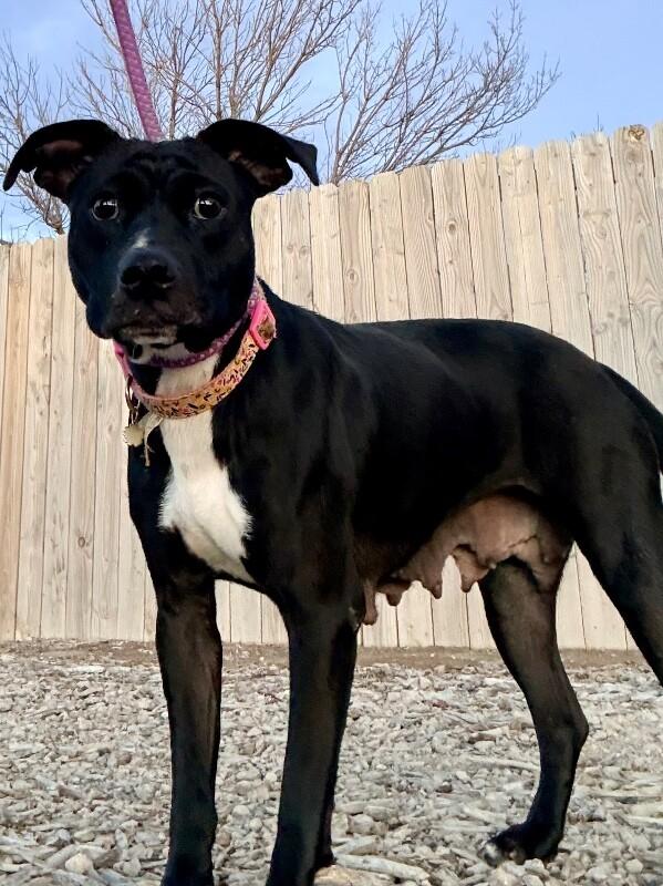 Enlarge Peggy, a Adoptable mixed breed in Windsor, CO image 3/3