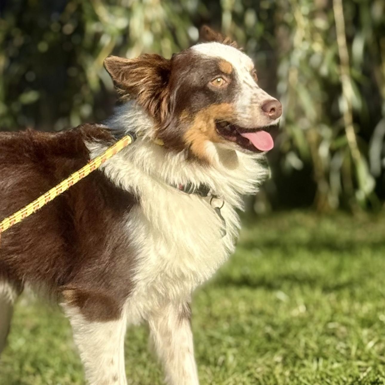 Arlo, a Adoptable Australian Shepherd in Overland Park, KS image 3/6