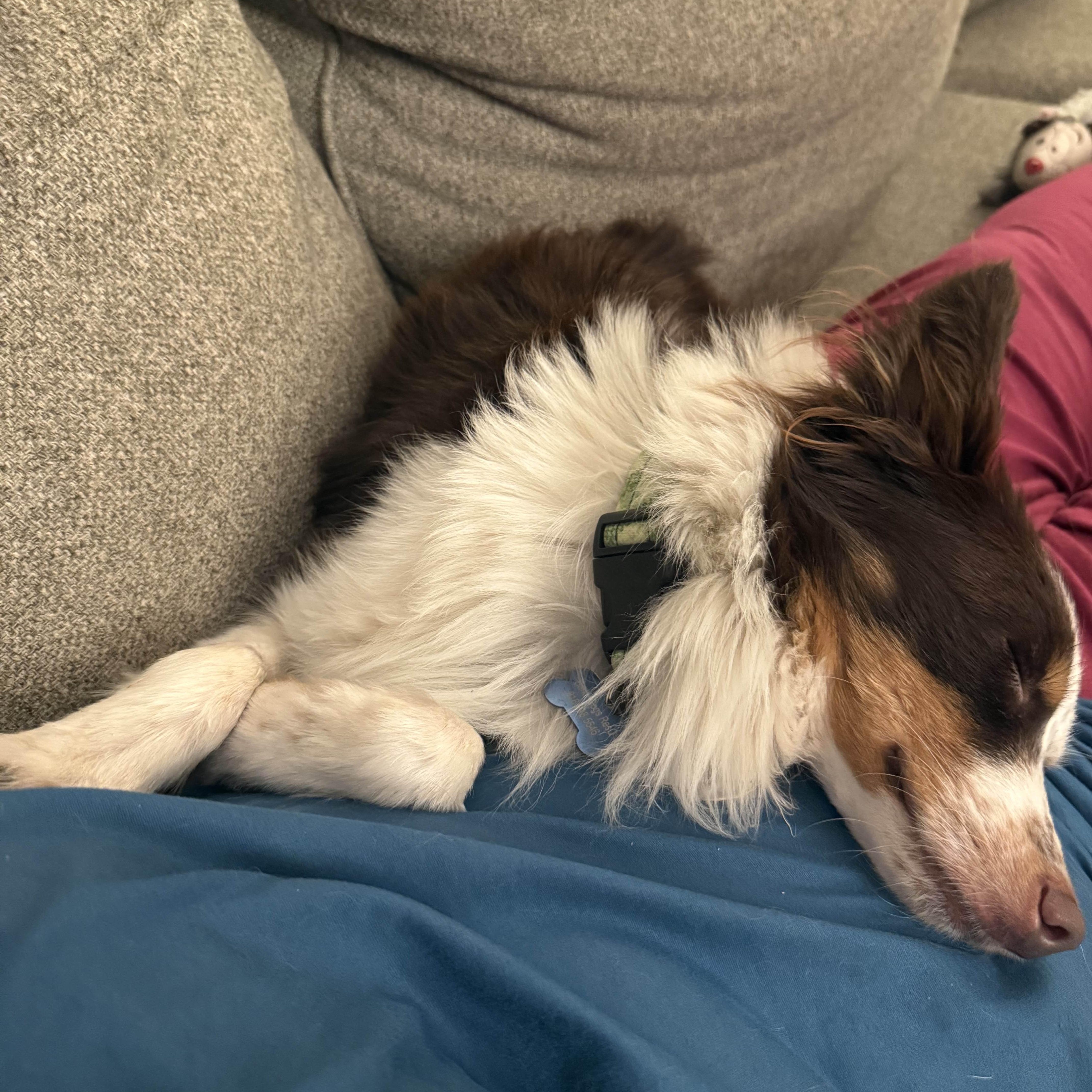 Enlarge Arlo, an adoption pending Australian Shepherd in Olathe, KS image 4/6