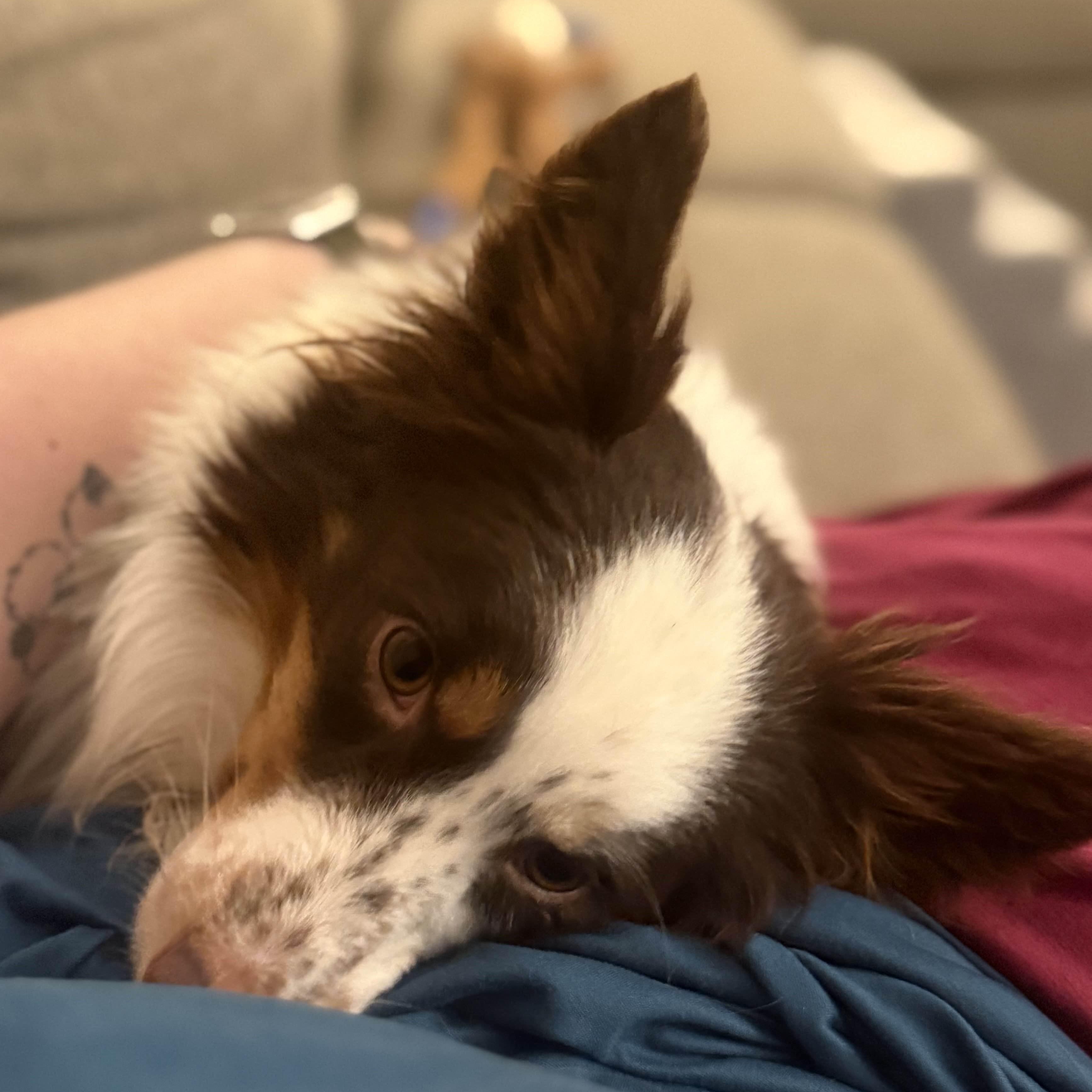 Enlarge Arlo, an adoption pending Australian Shepherd in Olathe, KS image 1/6