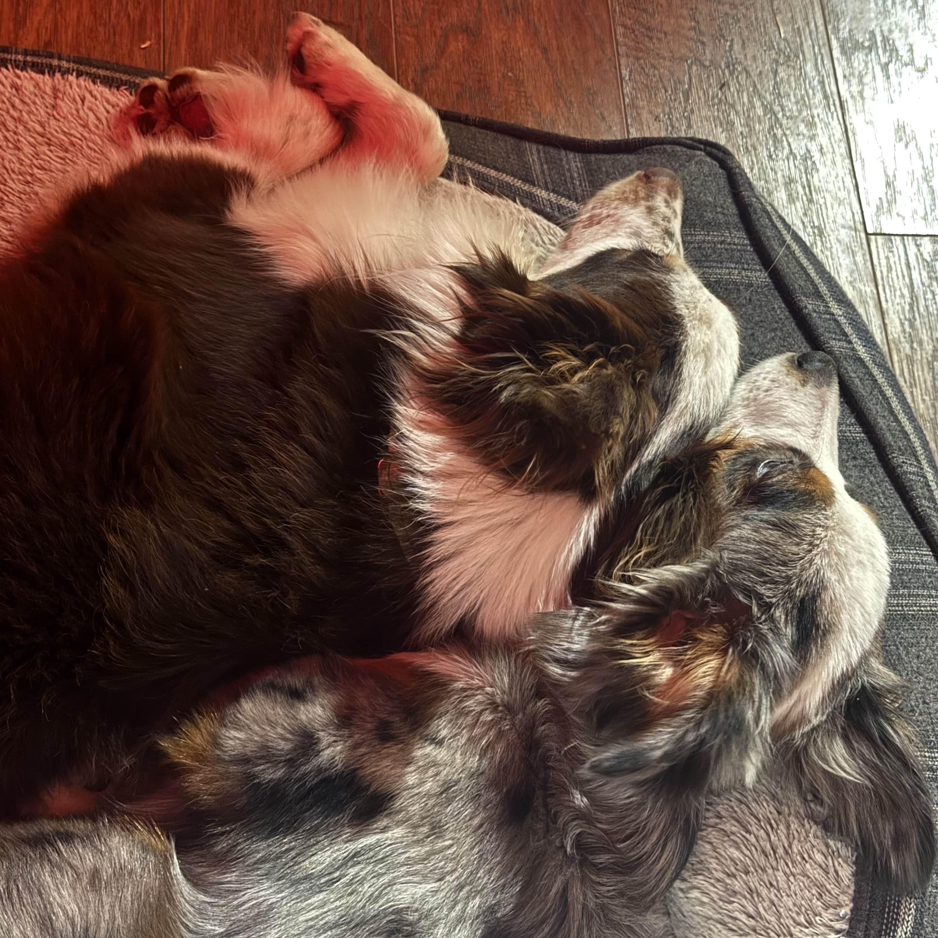 Enlarge Arlo, an adoption pending Australian Shepherd in Olathe, KS image 5/6