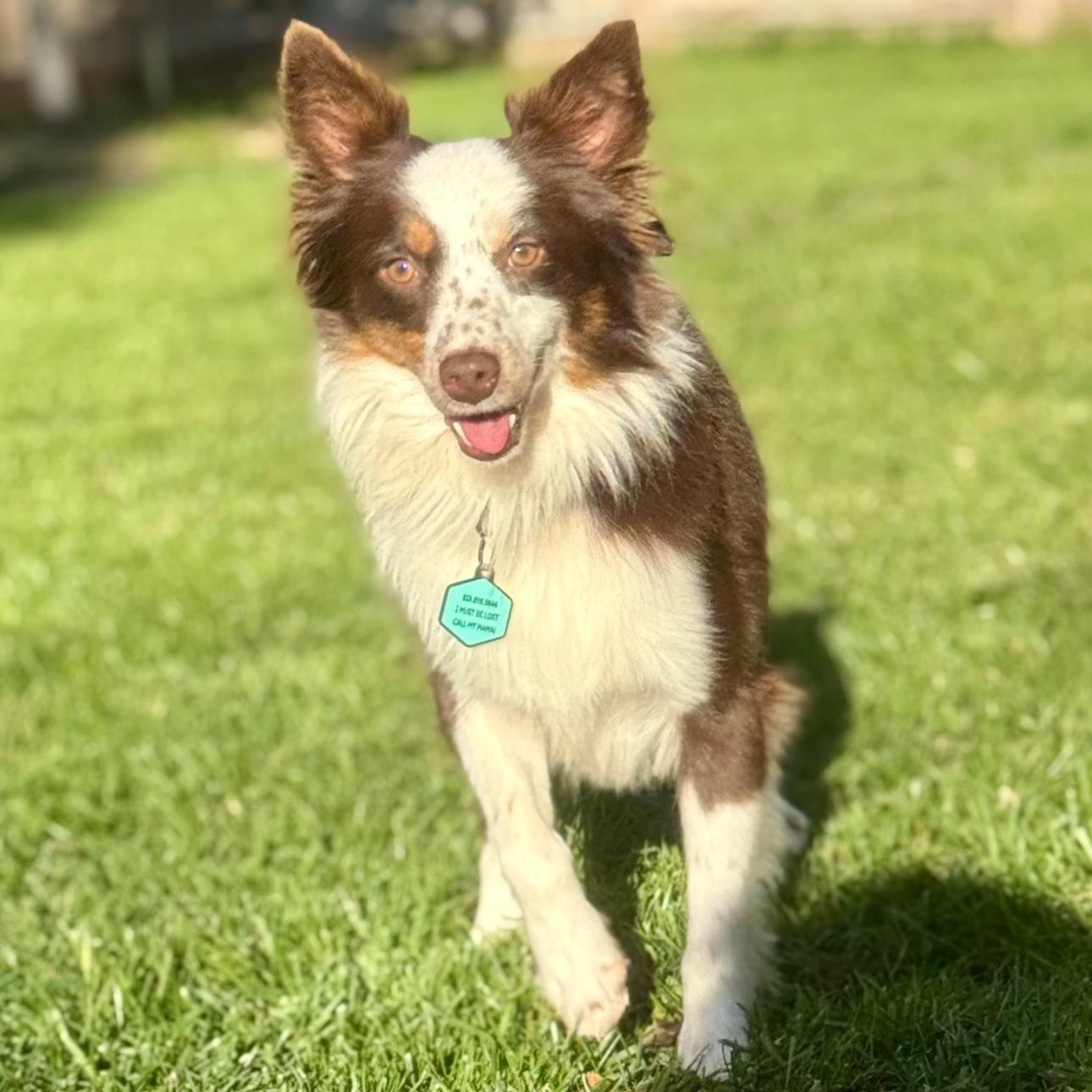 Arlo, adoptable, Young Male Australian Shepherd.