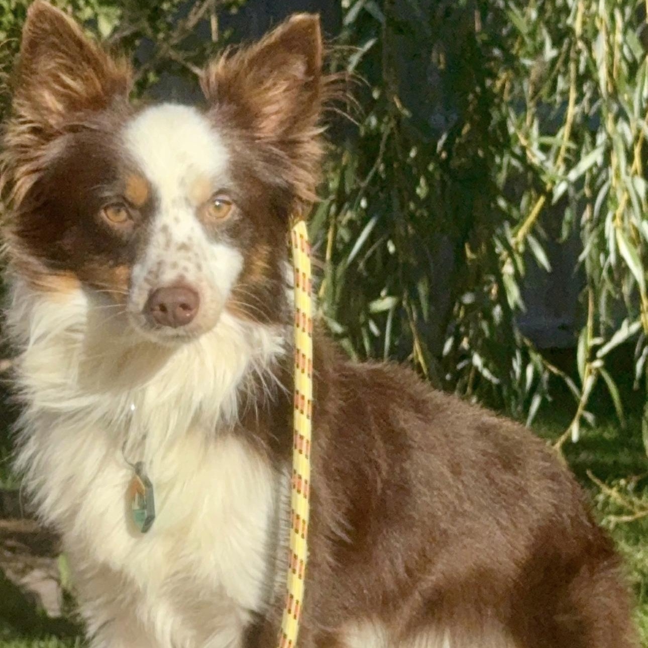Arlo, a Adoptable Australian Shepherd in Overland Park, KS image 1/6