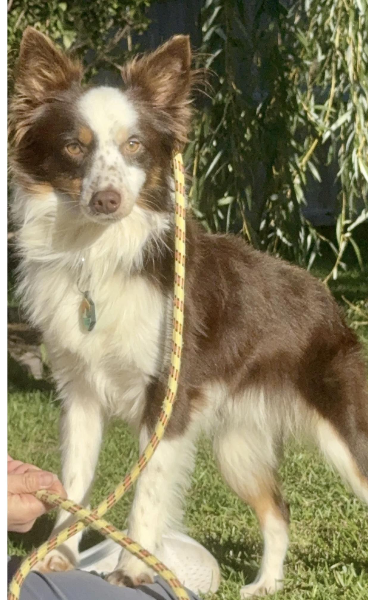 Arlo, a Adoptable Australian Shepherd in Overland Park, KS image 6/6