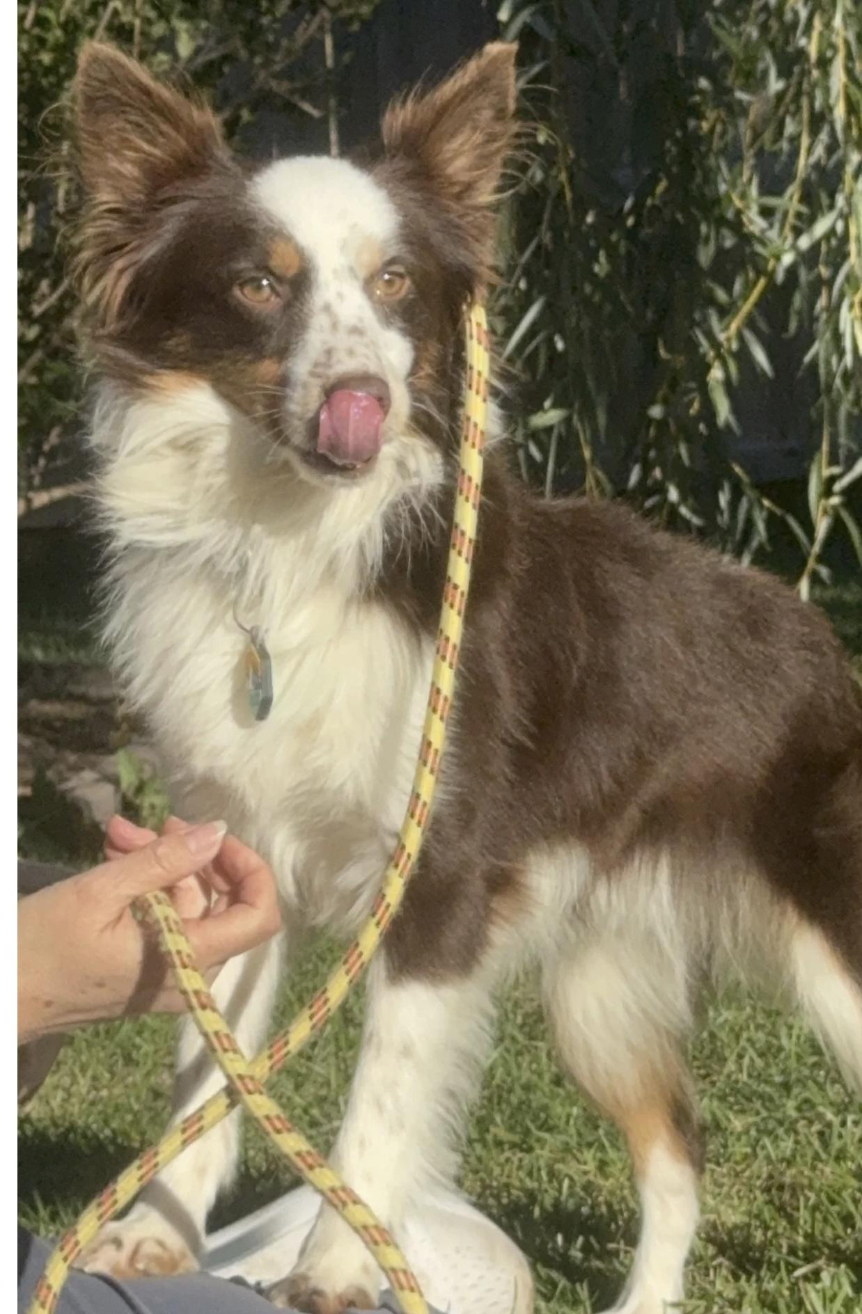 Arlo, a Adoptable Australian Shepherd in Overland Park, KS image 4/6