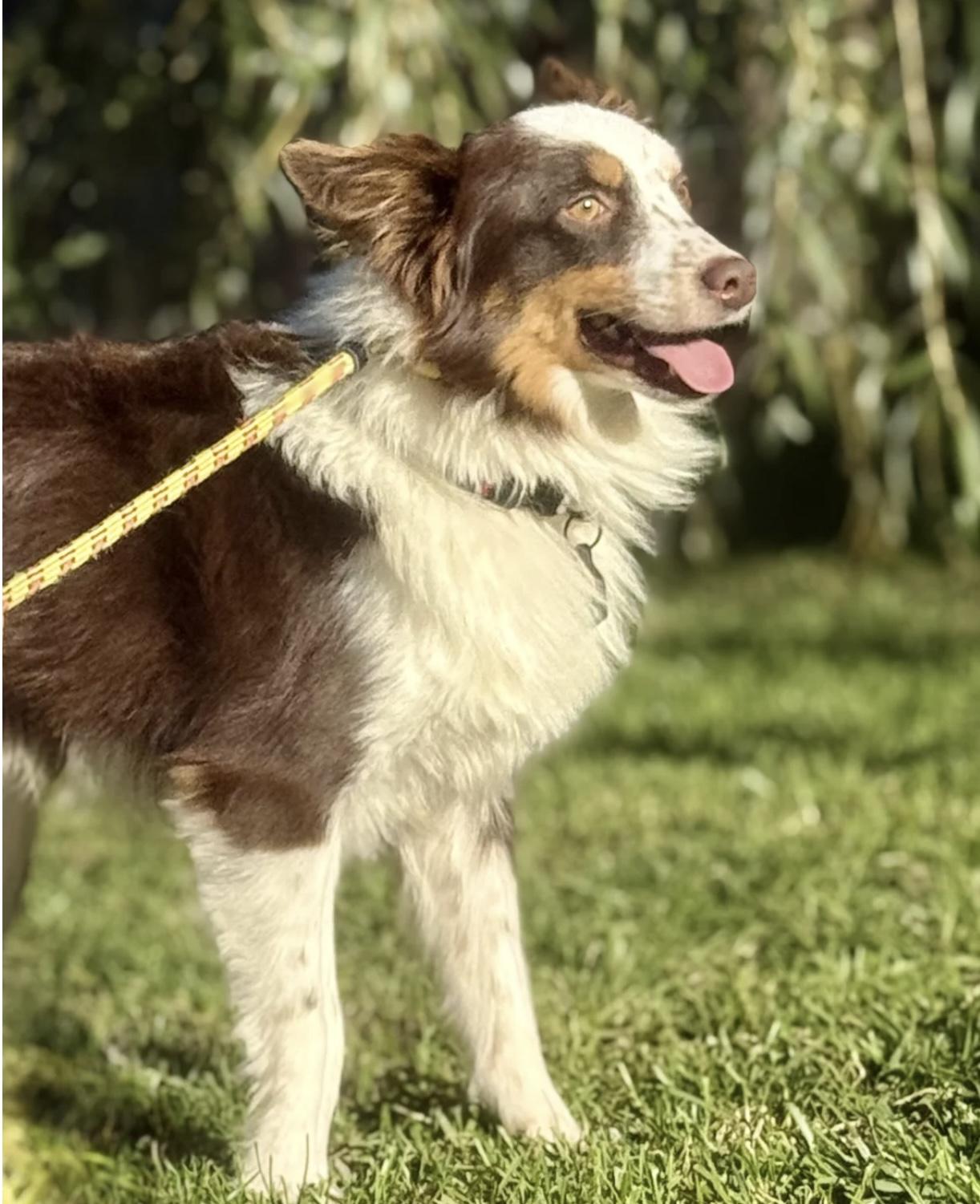 Arlo, a Adoptable Australian Shepherd in Overland Park, KS image 5/6