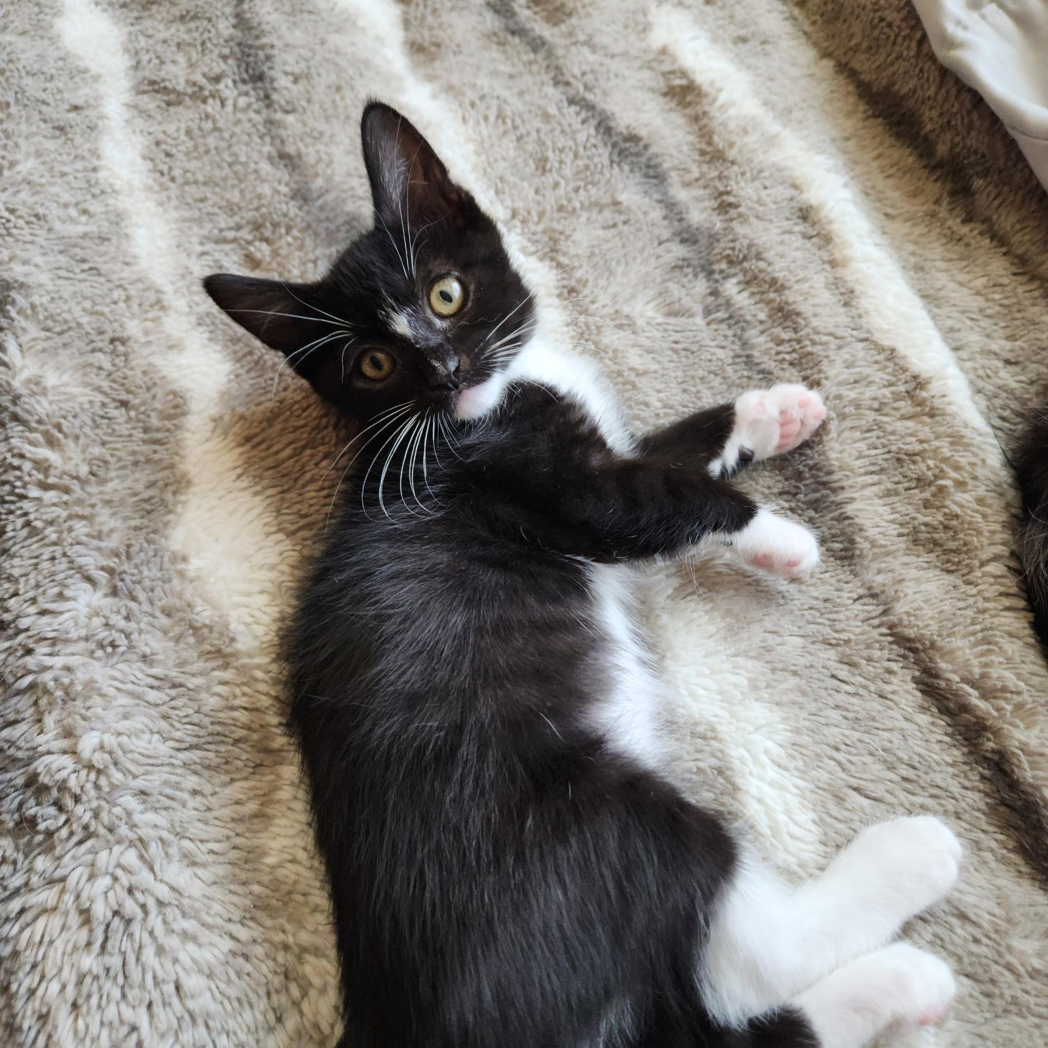 Enlarge Buttercup, a Adoptable Domestic Short Hair in Visalia, CA image 4/6