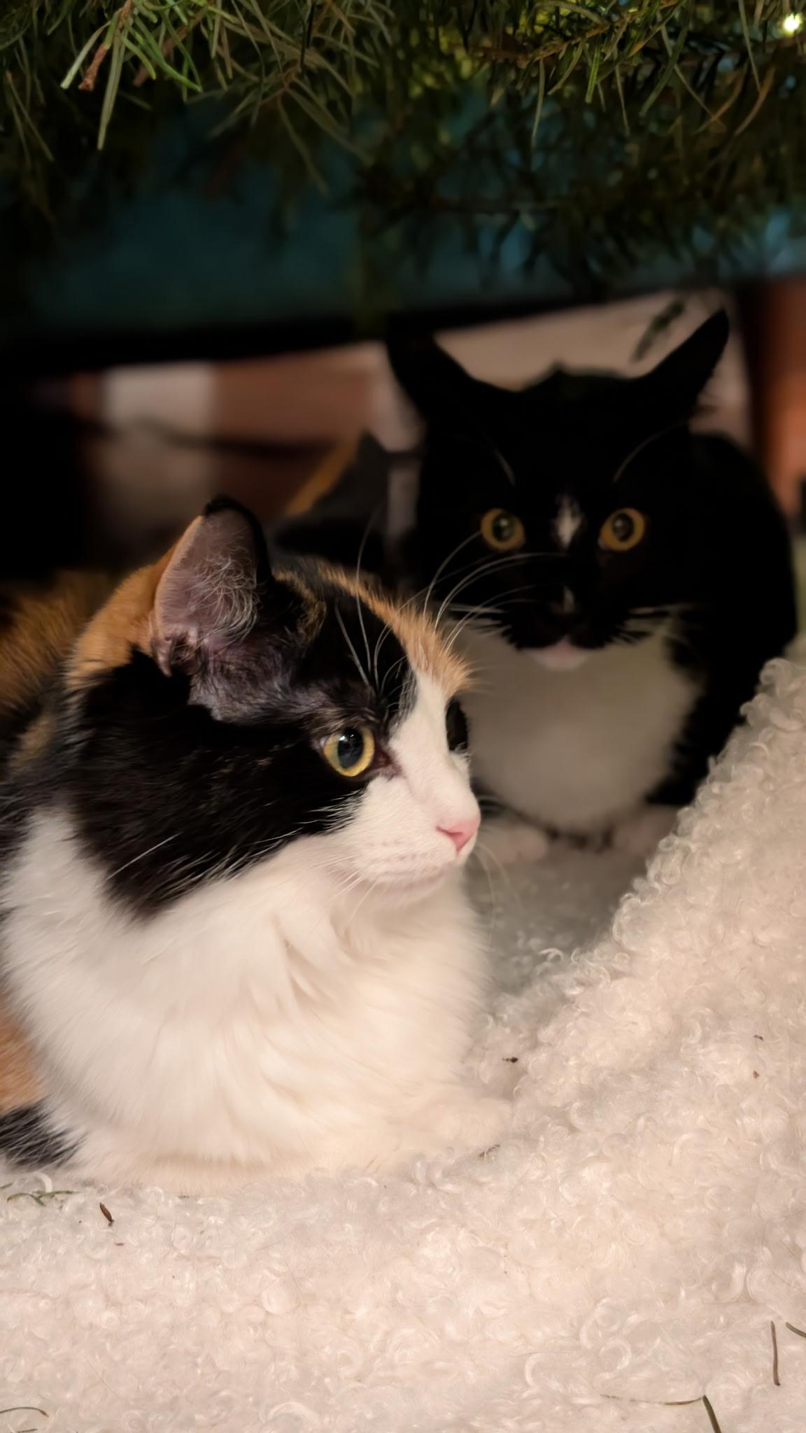 Enlarge Buttercup, a Adoptable Domestic Short Hair in Visalia, CA image 6/6