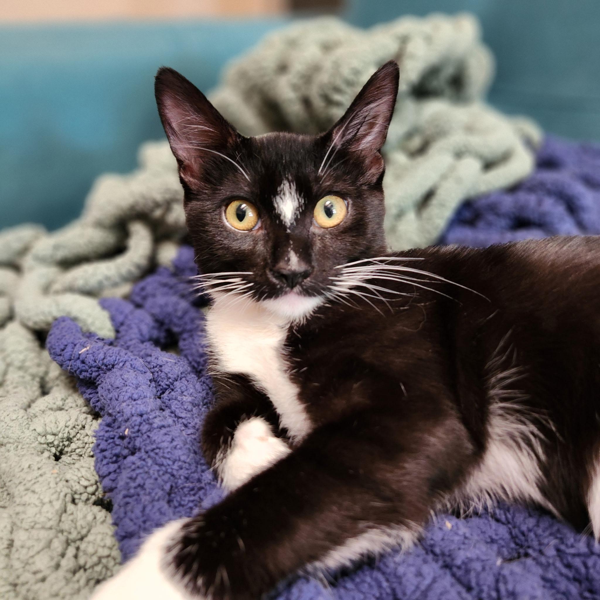 Enlarge Buttercup, a Adoptable Domestic Short Hair in Visalia, CA image 1/6