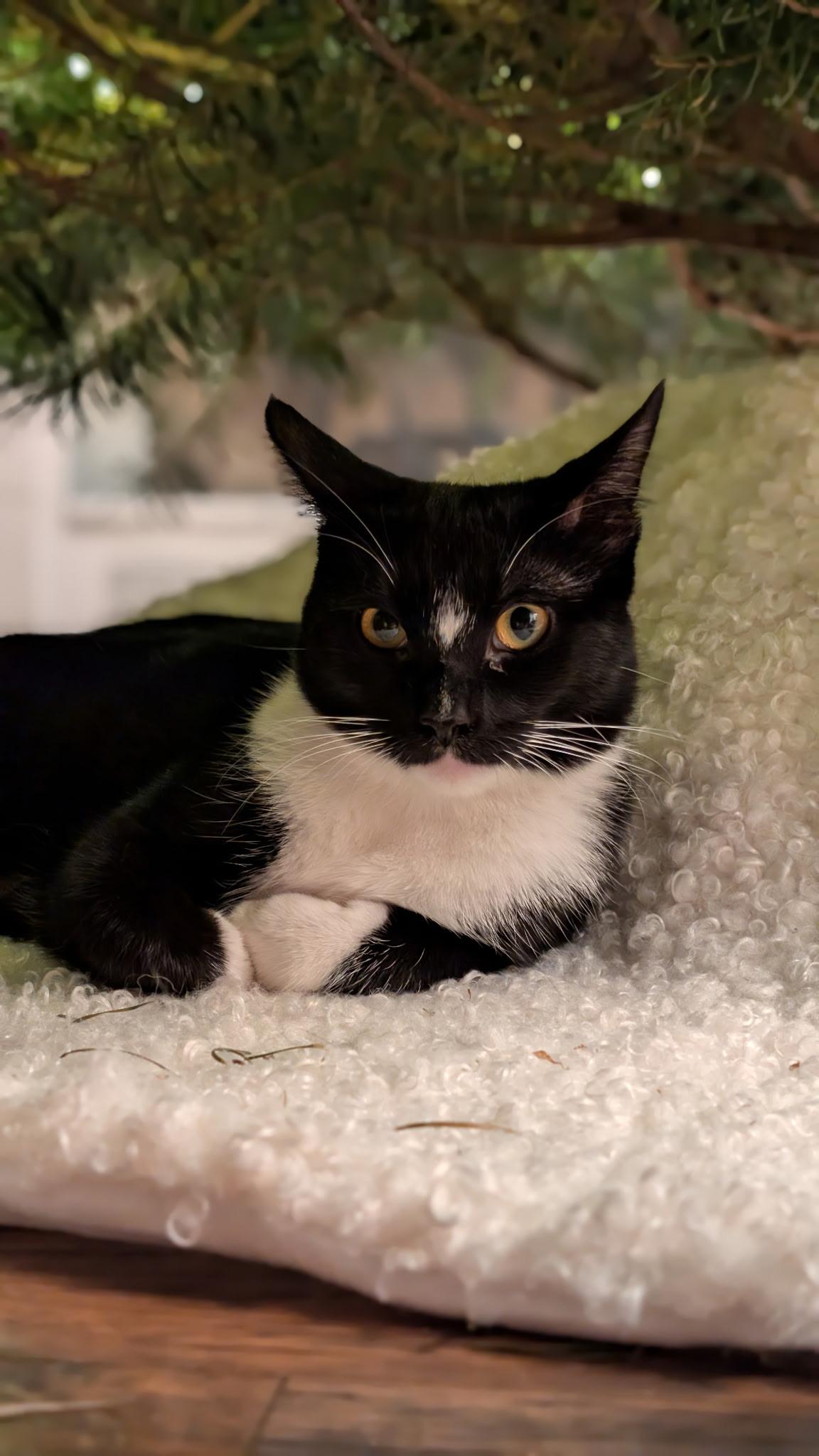 Enlarge Buttercup, a Adoptable Domestic Short Hair in Visalia, CA image 5/6