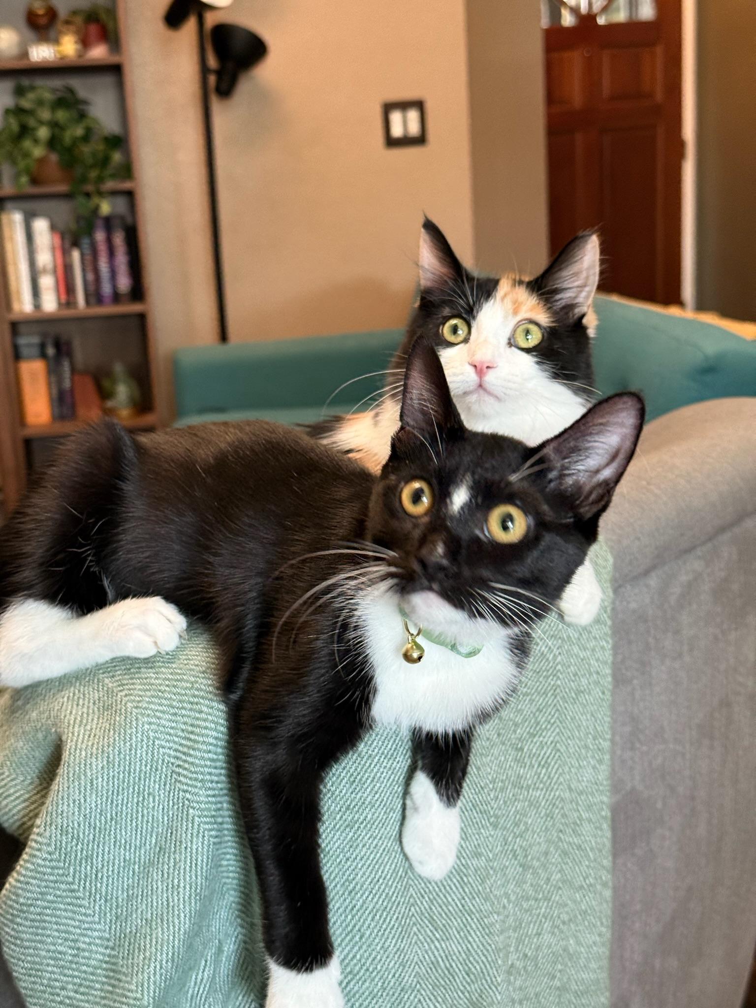 Enlarge Buttercup, a Adoptable Domestic Short Hair in Visalia, CA image 2/6