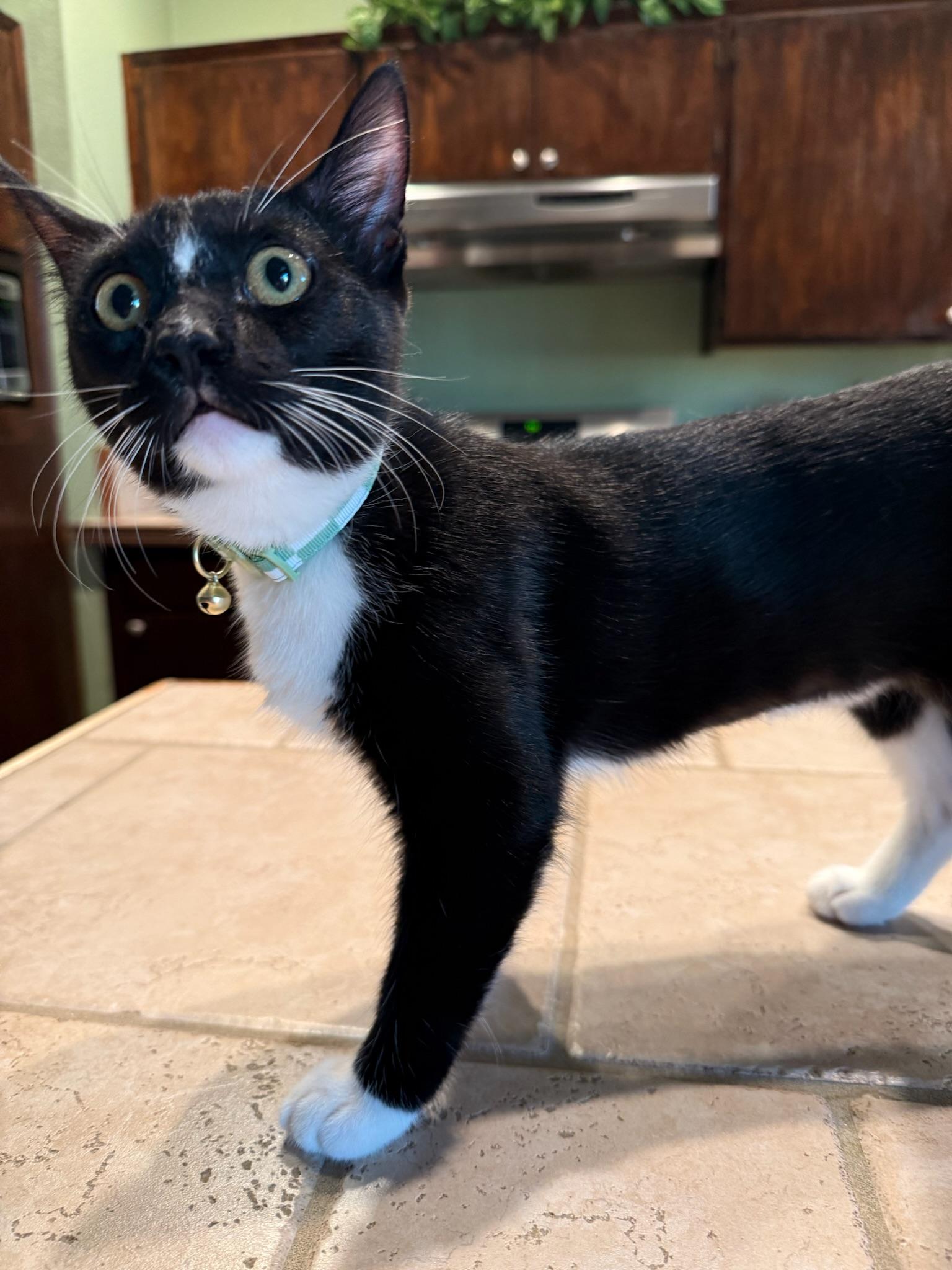 Enlarge Buttercup, a Adoptable Domestic Short Hair in Visalia, CA image 3/6