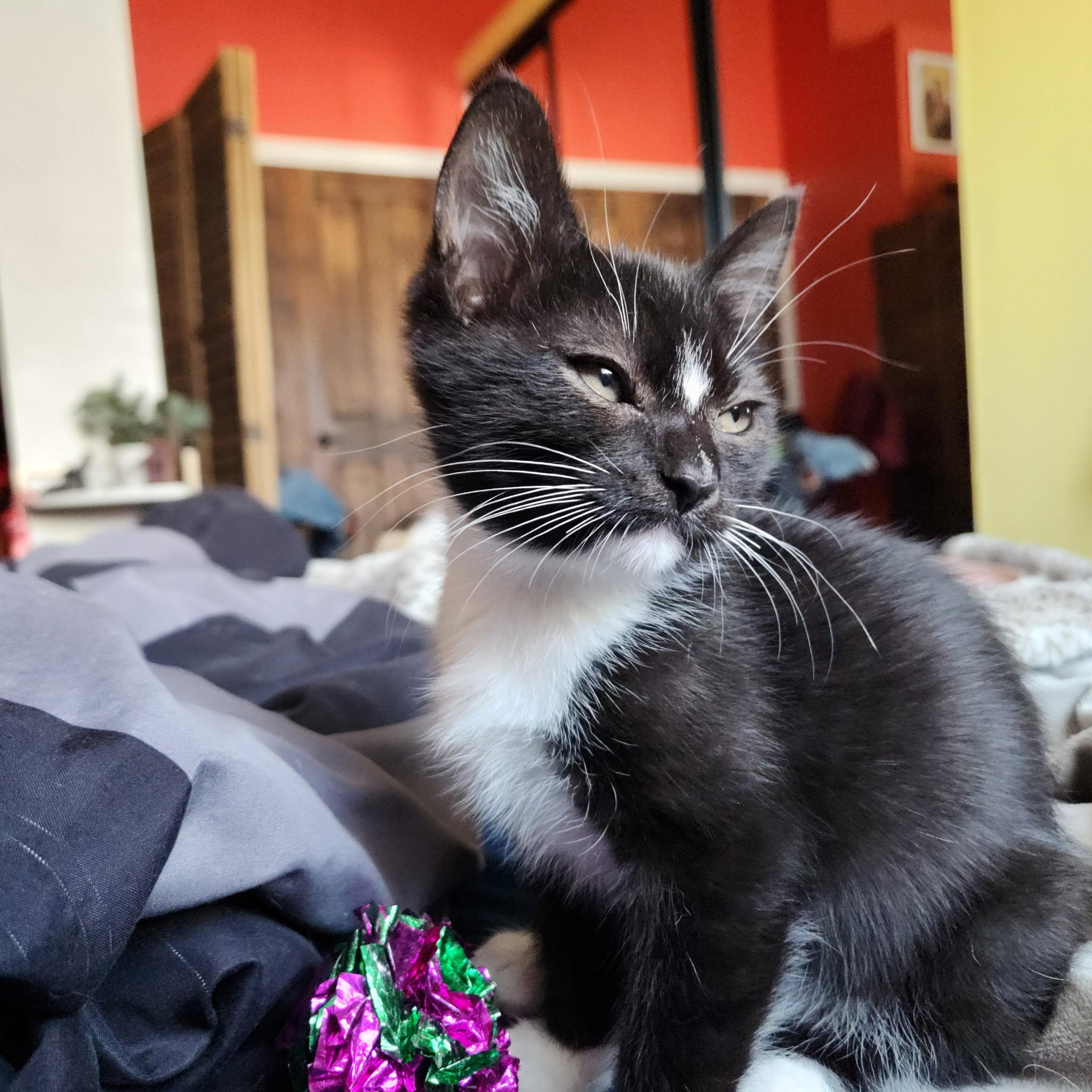 Enlarge Buttercup, a Adoptable Domestic Short Hair in Visalia, CA image 5/6