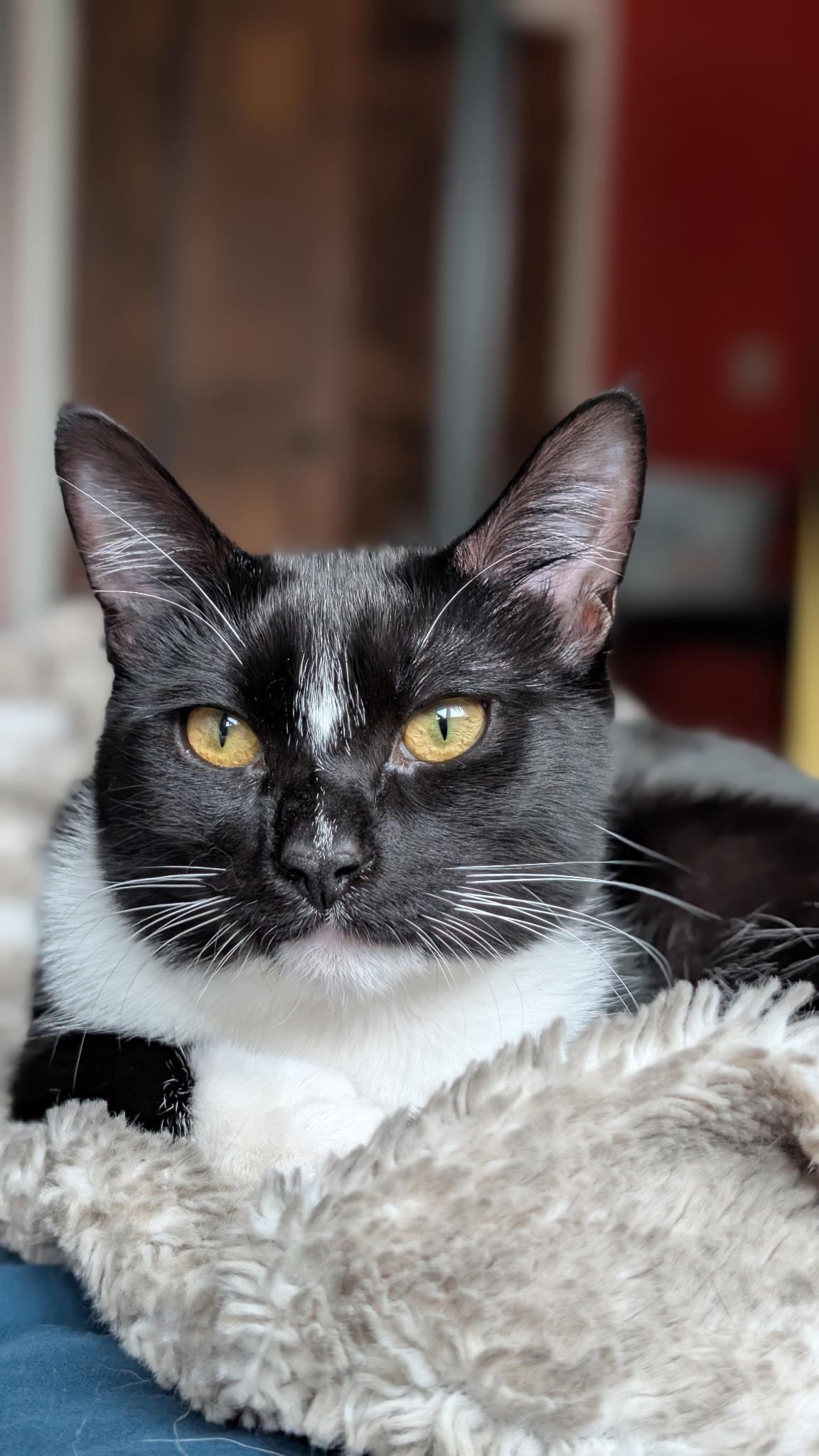 Buttercup, Adoptable, Kitten Female Domestic Short Hair.