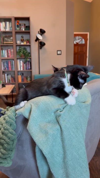 Enlarge Buttercup, a Adoptable Domestic Short Hair in Visalia, CA video 4/6