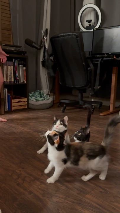 Enlarge Buttercup, a Adoptable Domestic Short Hair in Visalia, CA video 6/6