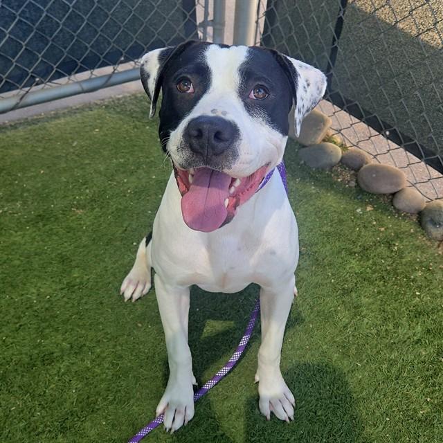 Enlarge JULIUS, a Adoptable Pit Bull Terrier in Phoenix, AZ image 1/1