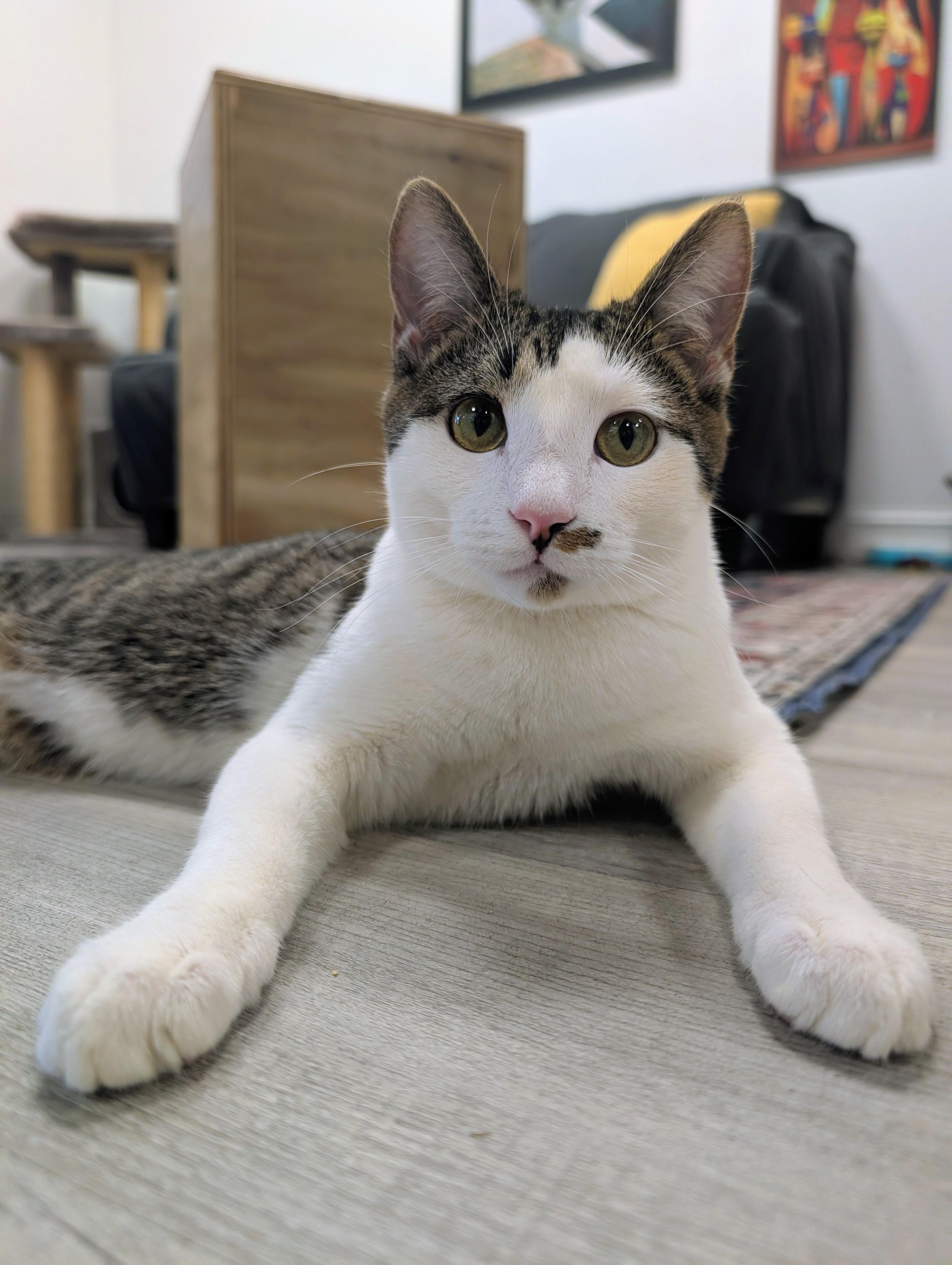 Martha May, adopted, Kitten Female Domestic Short Hair.