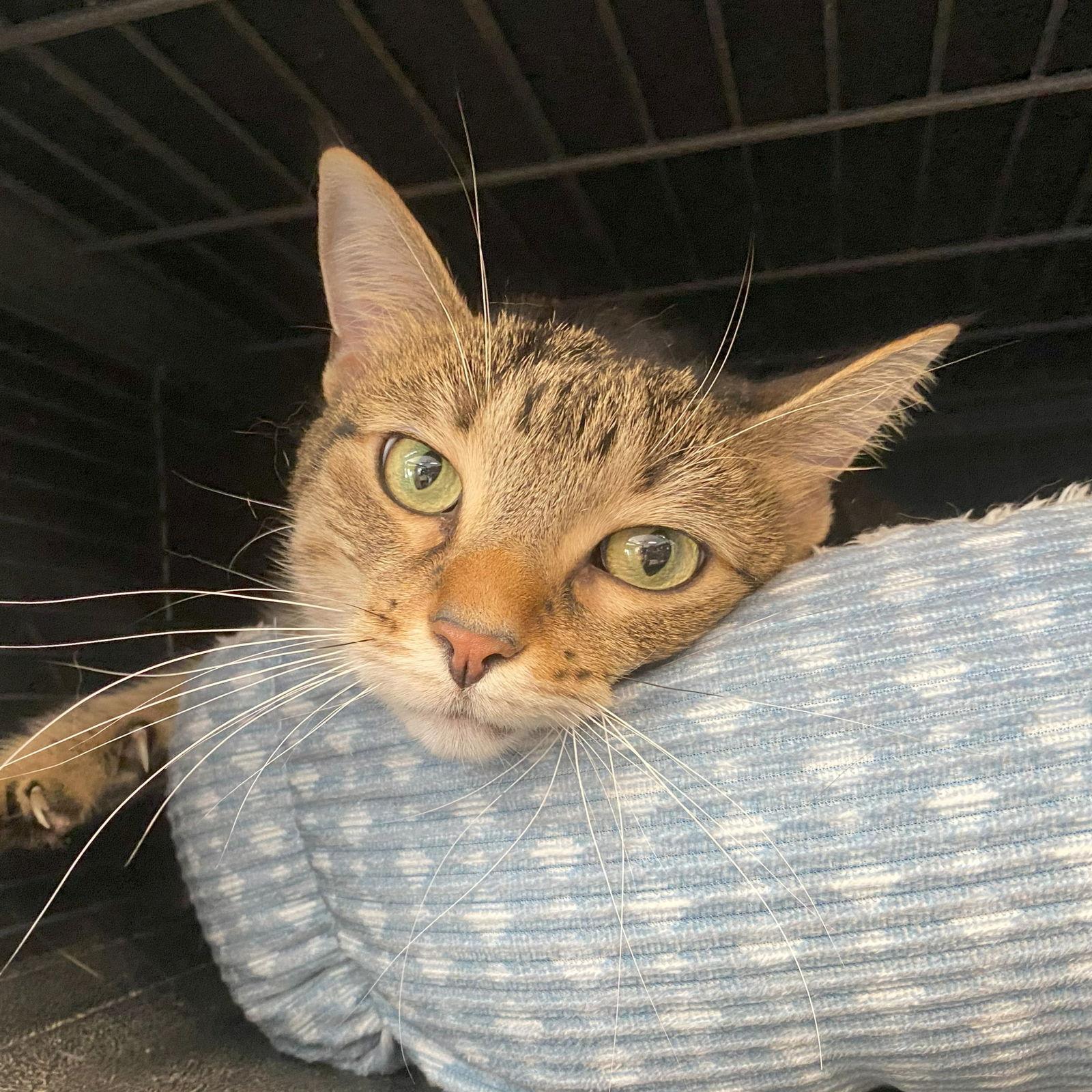 Lady, Adoptable, Adult Female Domestic Short Hair & Tabby.