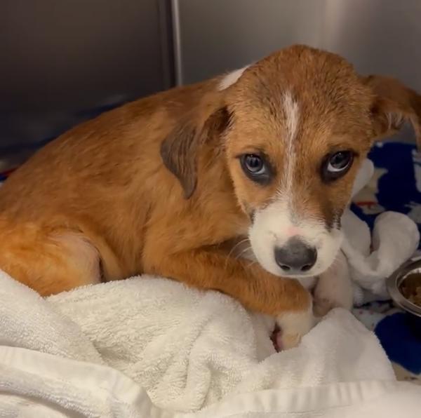 Fancy Cupcake (sally), Adoptable, Puppy Female Mixed Breed.