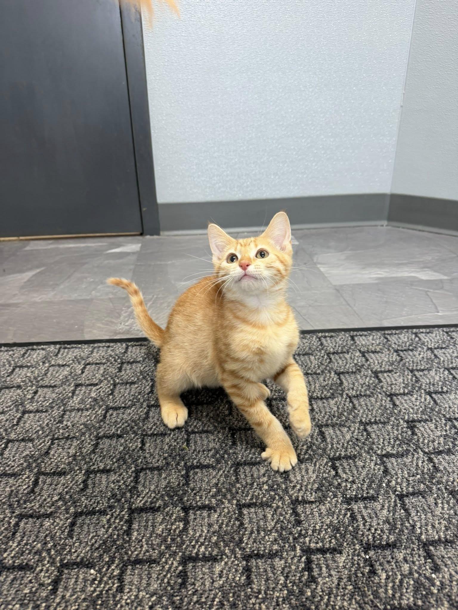 Enlarge Prince Shine, a Adoptable Domestic Short Hair in Clinton, IL image 1/1