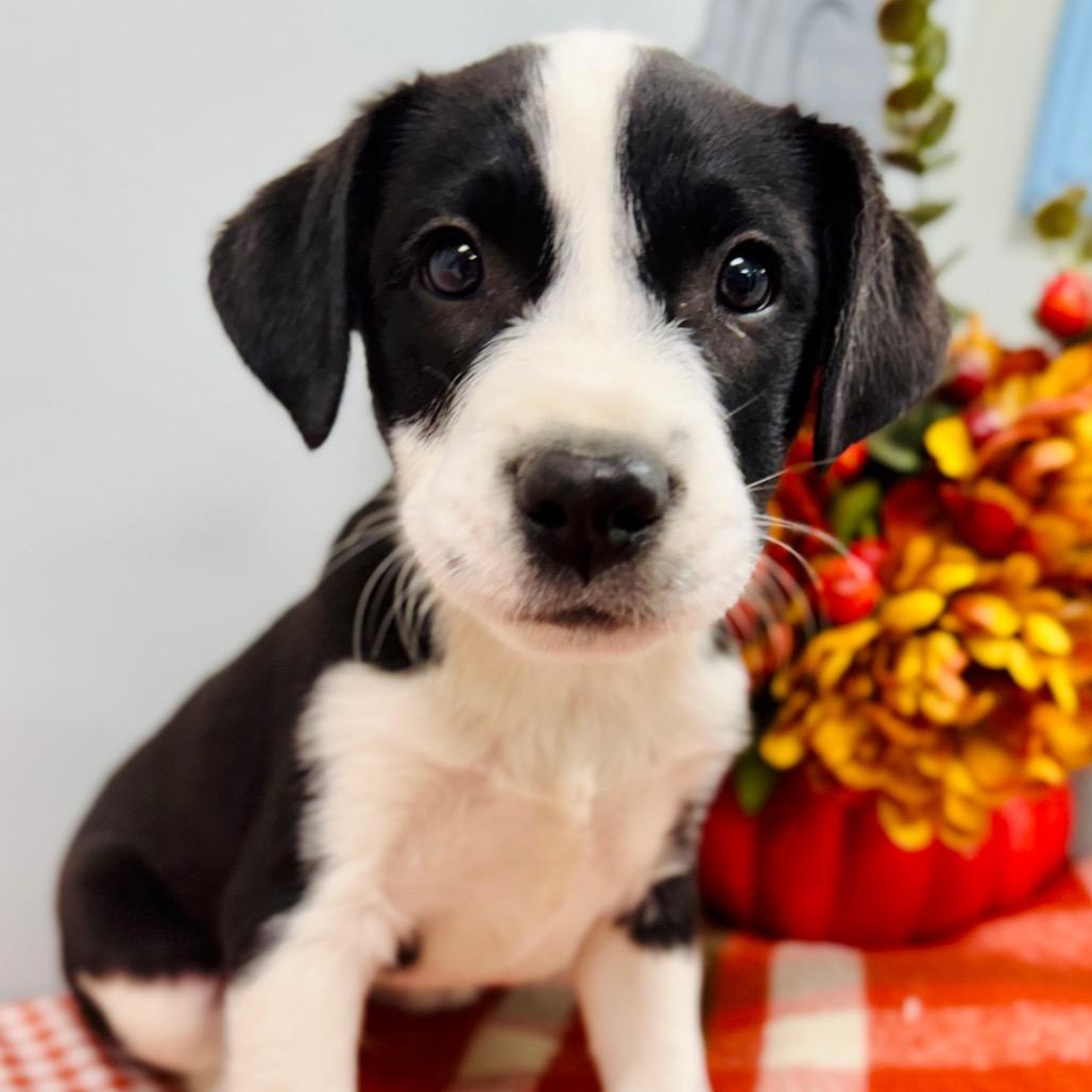 Enlarge Brooks, a Adopted Border Collie in Lebanon, MO image 1/4
