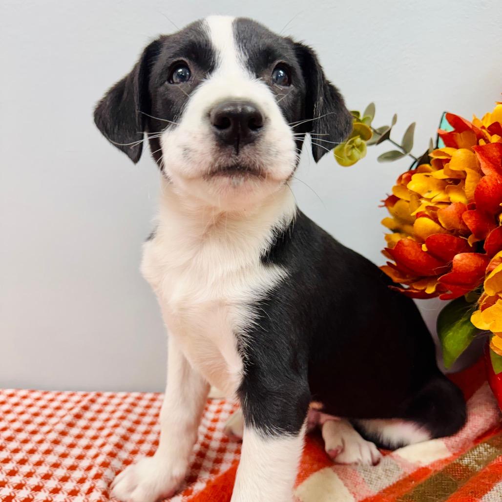 Enlarge Brooks, a Adopted Border Collie in Lebanon, MO image 2/4