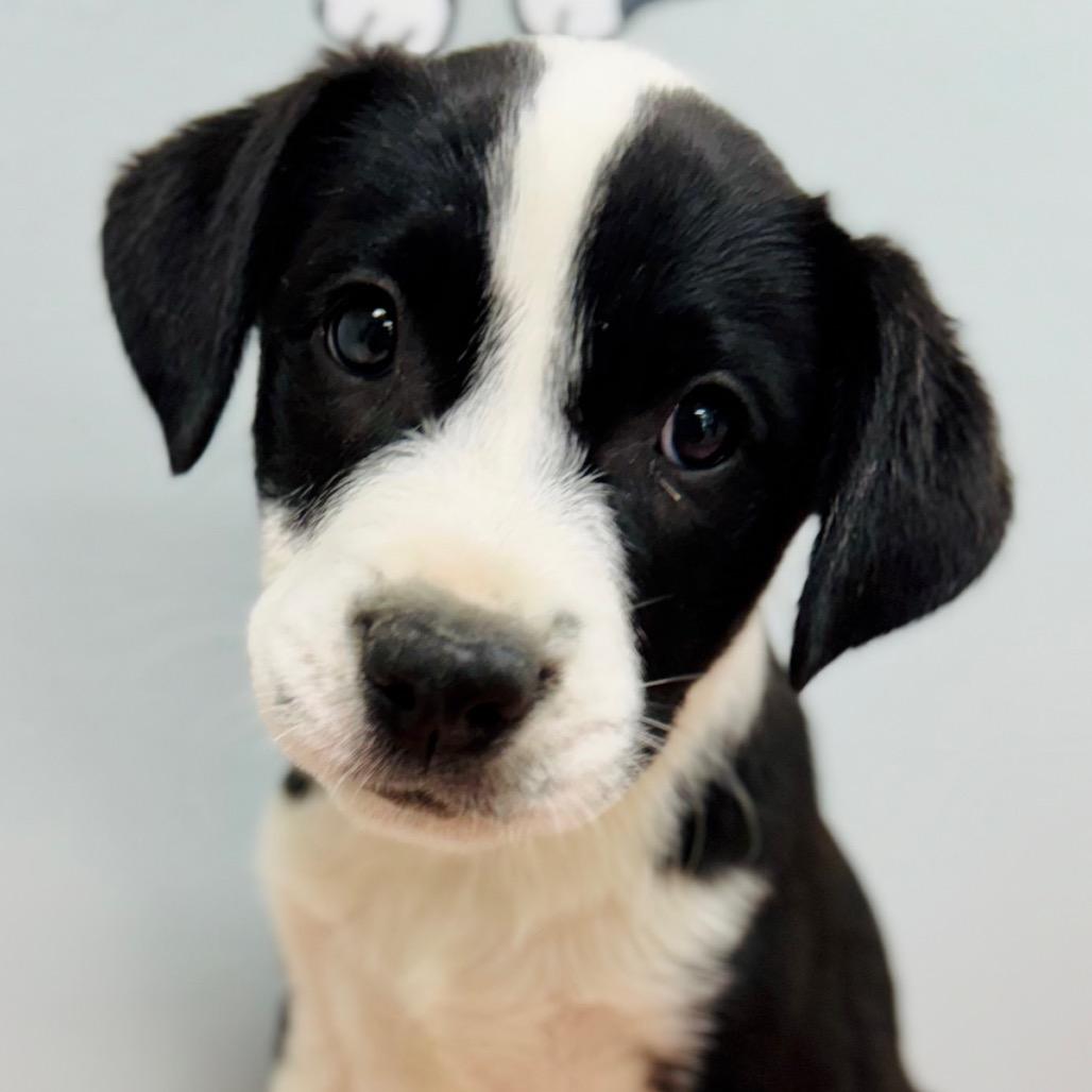 Enlarge Brooks, a Adopted Border Collie in Lebanon, MO image 3/4