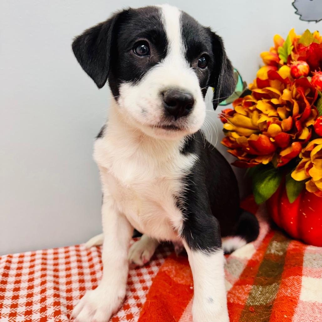 Enlarge Brooks, a Adopted Border Collie in Lebanon, MO image 4/4