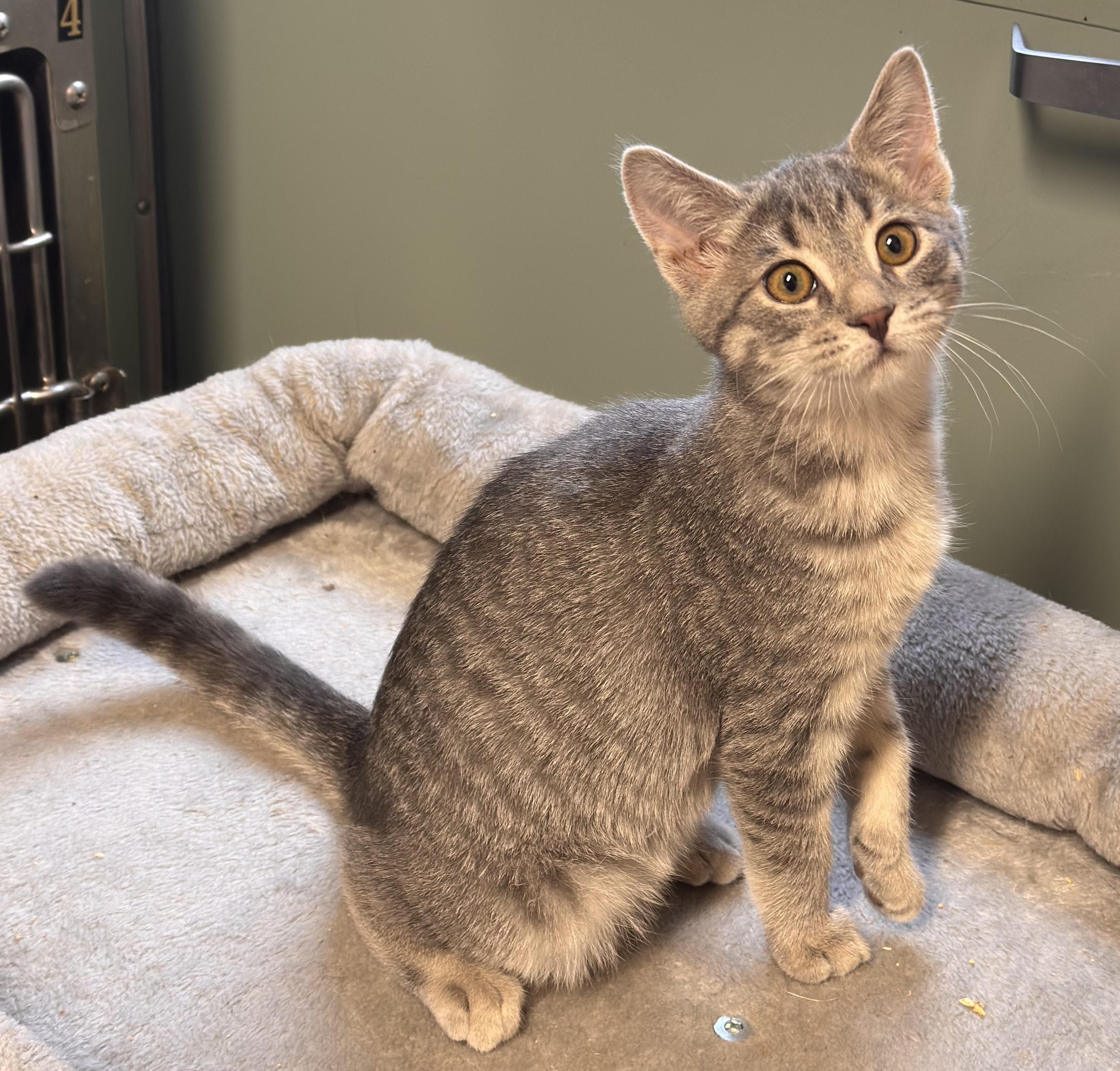Enlarge Polie, a ADOPTABLE Domestic Short Hair in Kearneysville, WV image 1/1