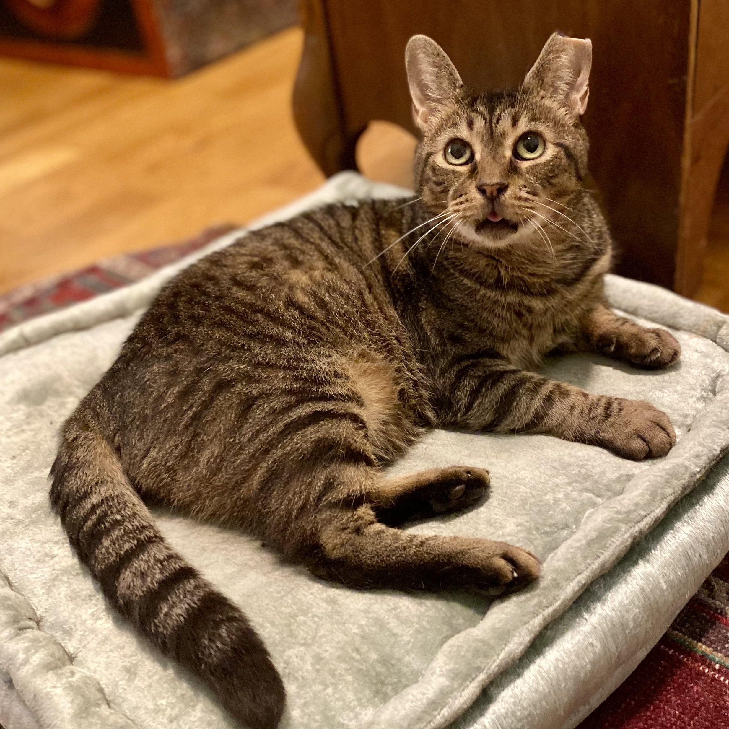 Piccolo, a Adoptable Domestic Short Hair in Brooklyn, NY image 2/6